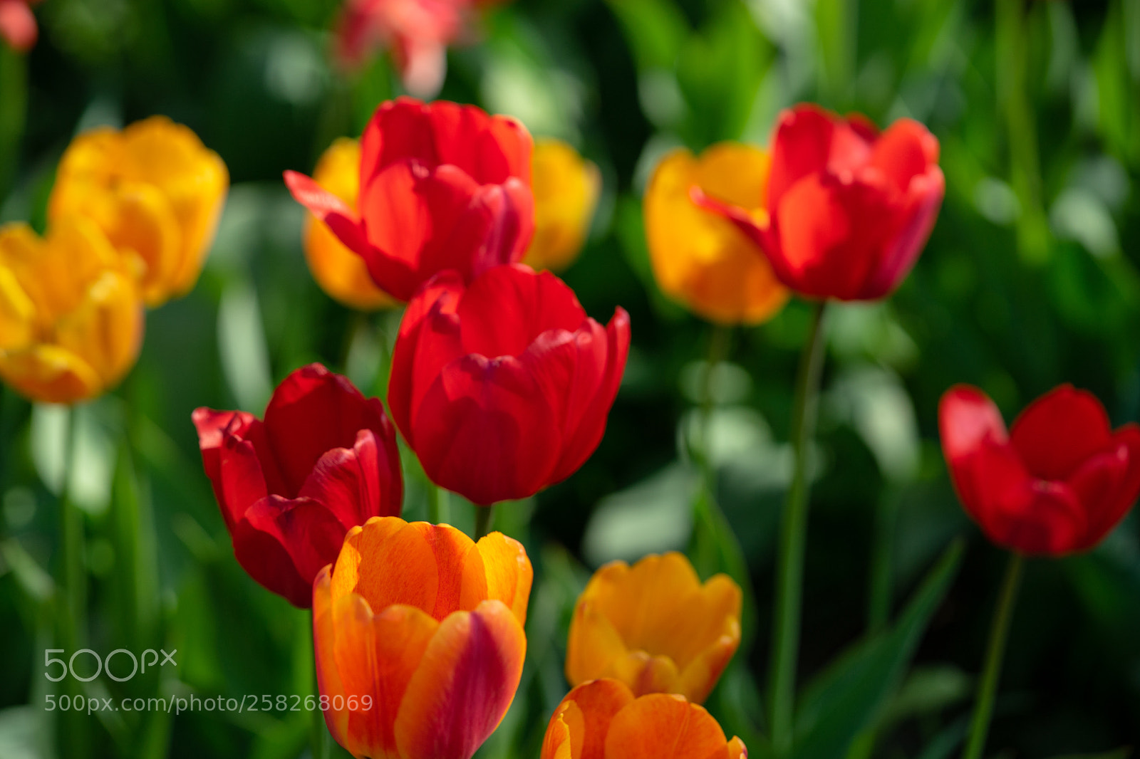 Sony a7 II sample photo. Red and yellow tulips photography