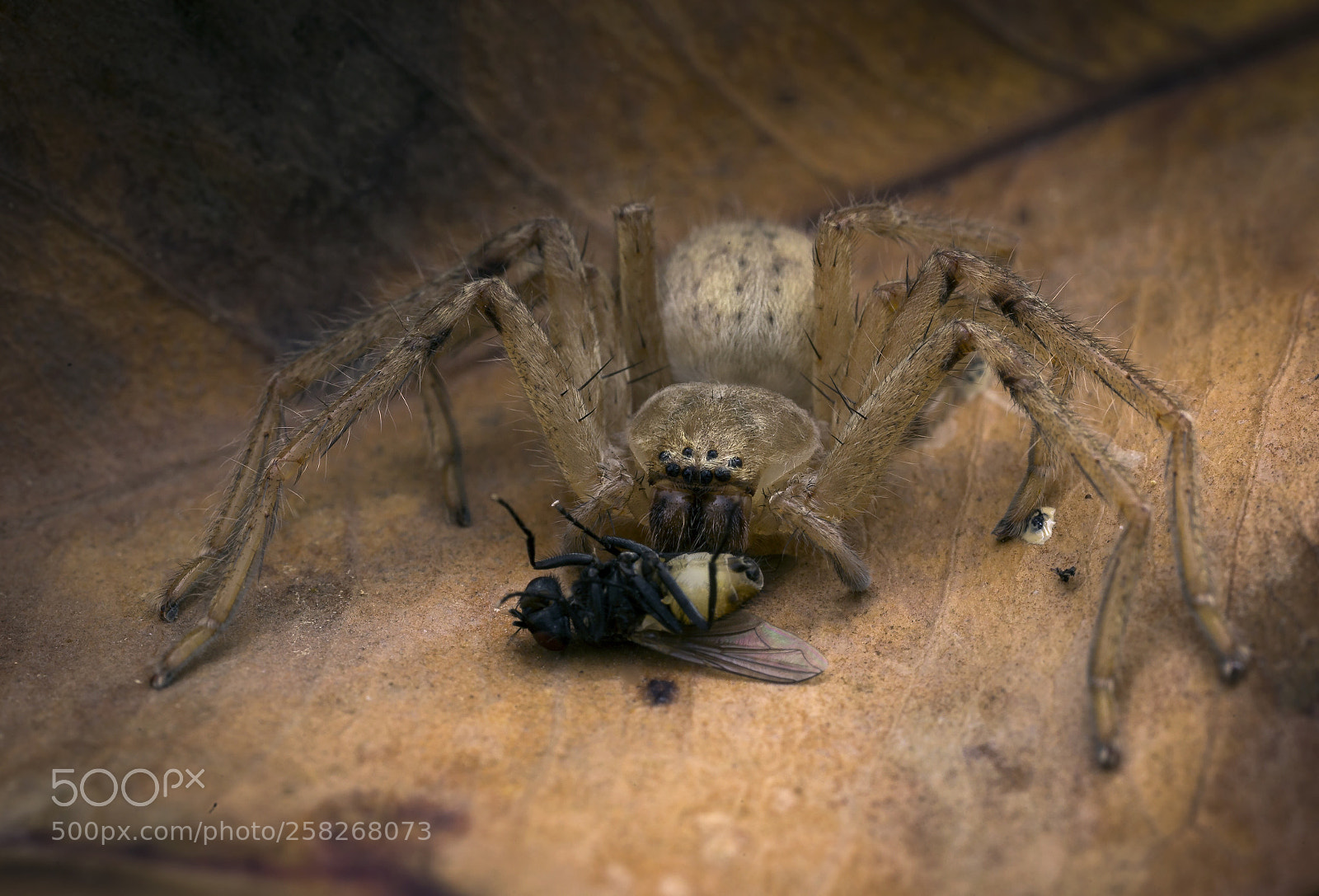 Canon EOS 6D sample photo. Wolf spider photography