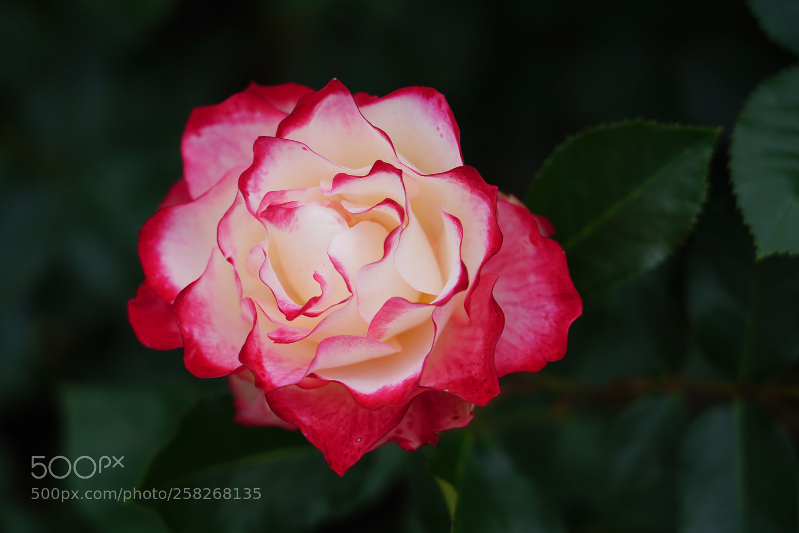 Sony a7R III sample photo. The temptation of the photography