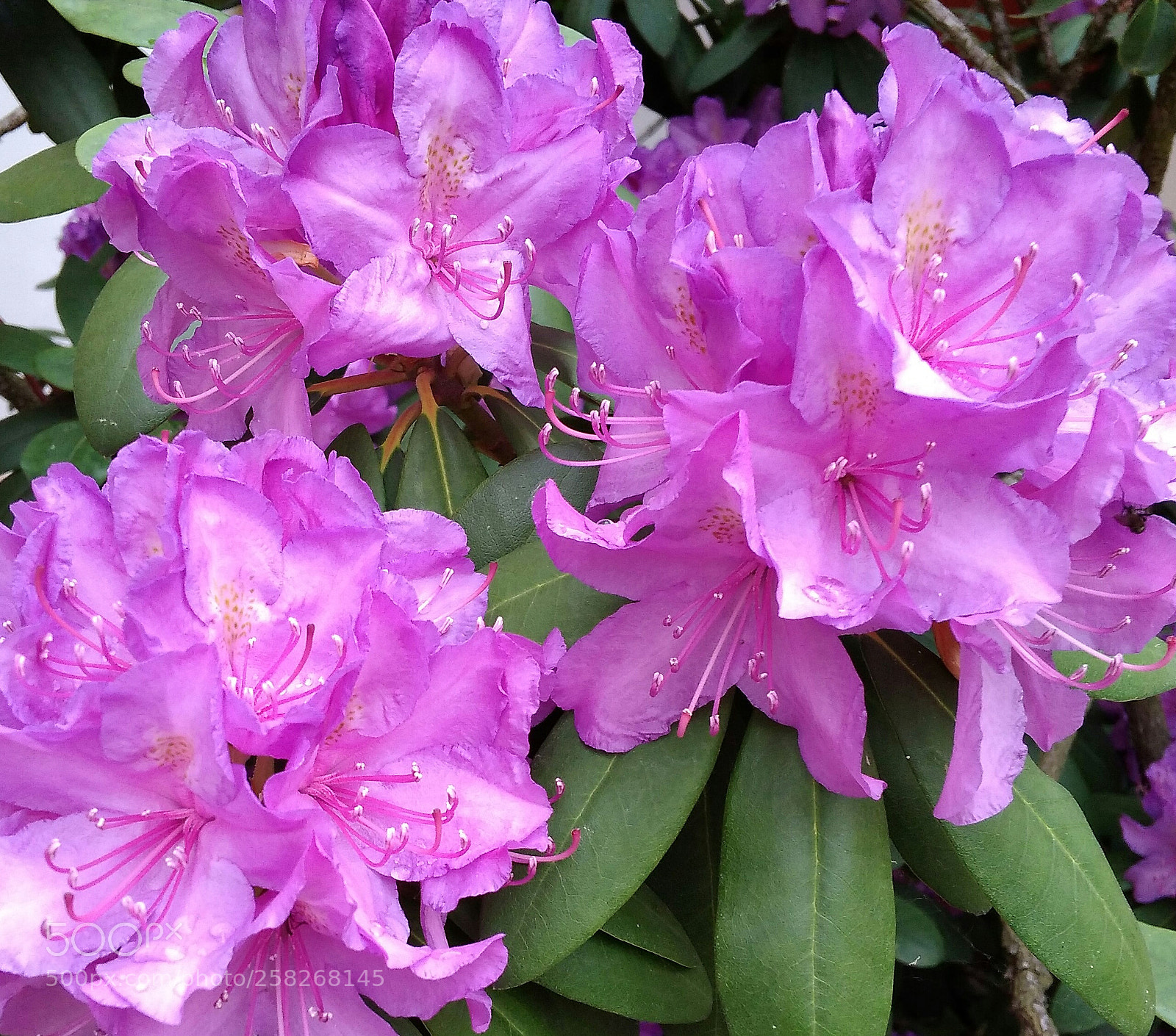 Xiaomi Redmi 4A sample photo. Flowers photography