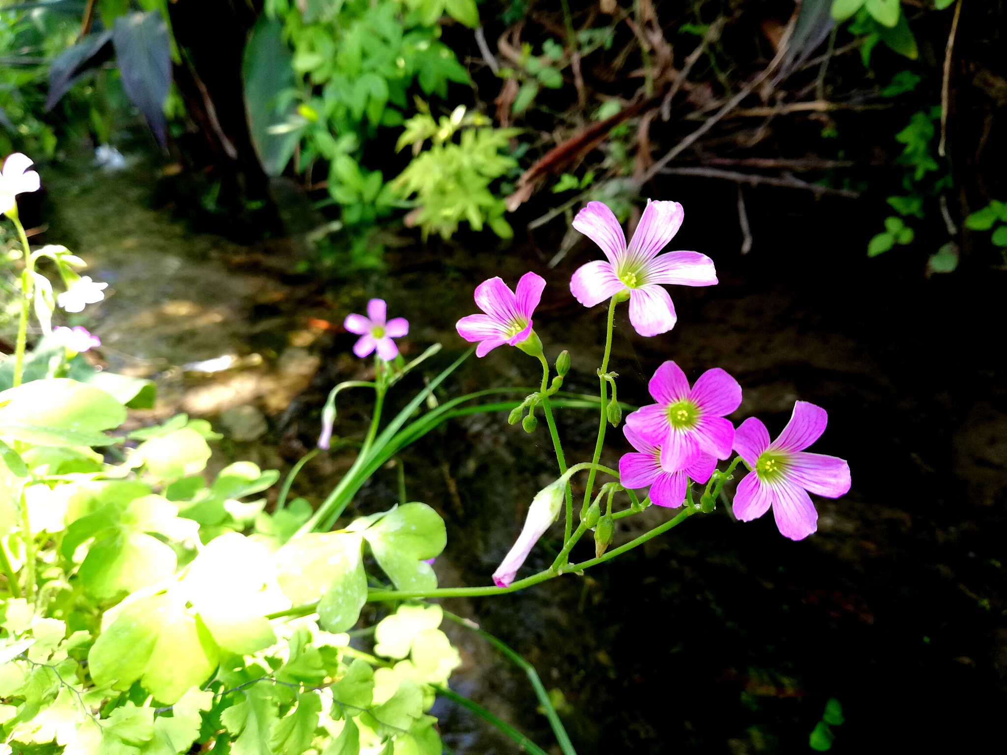 HUAWEI Mate 10 Lite sample photo