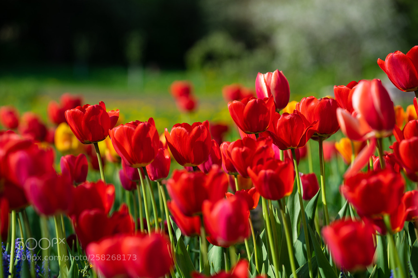 Sony a7 II sample photo. Red tulips with beautiful photography