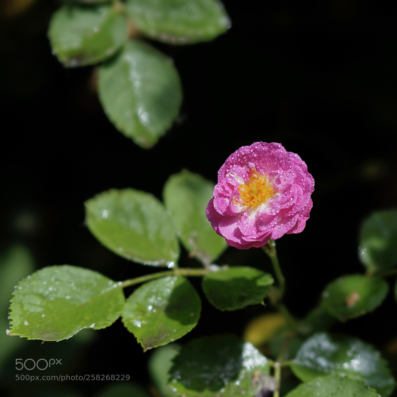 Sony a7 II sample photo. 蔷薇清丽 photography