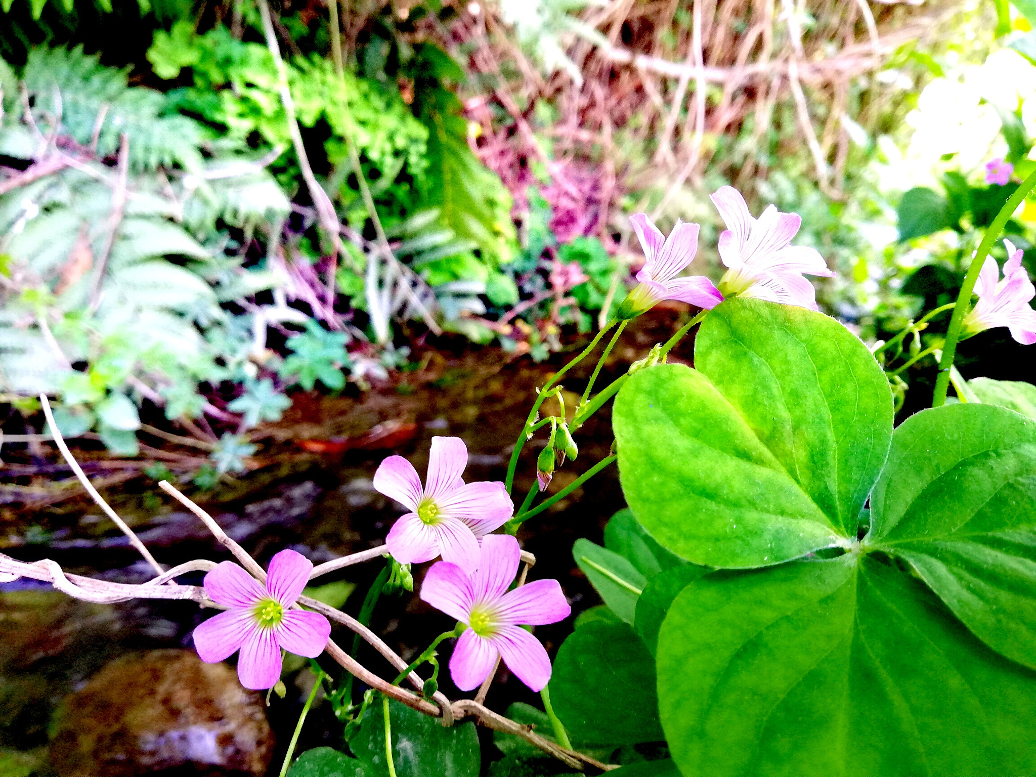 HUAWEI Mate 10 Lite sample photo