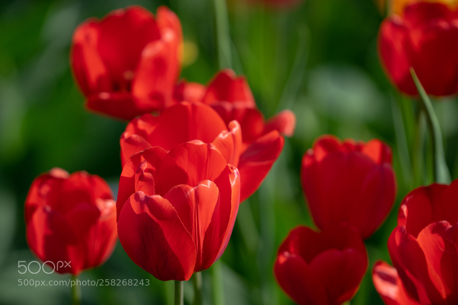 Sony a7 II sample photo. Red tulips with beautiful photography