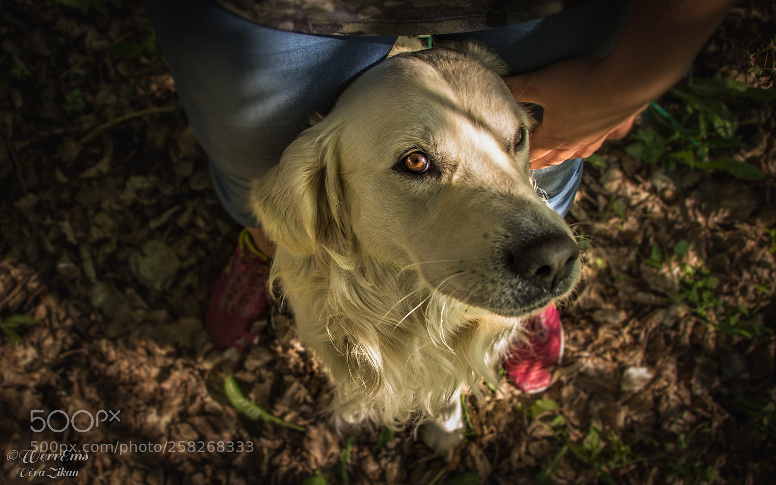 Canon EOS 1100D (EOS Rebel T3 / EOS Kiss X50) sample photo. Toby - golden retriever photography