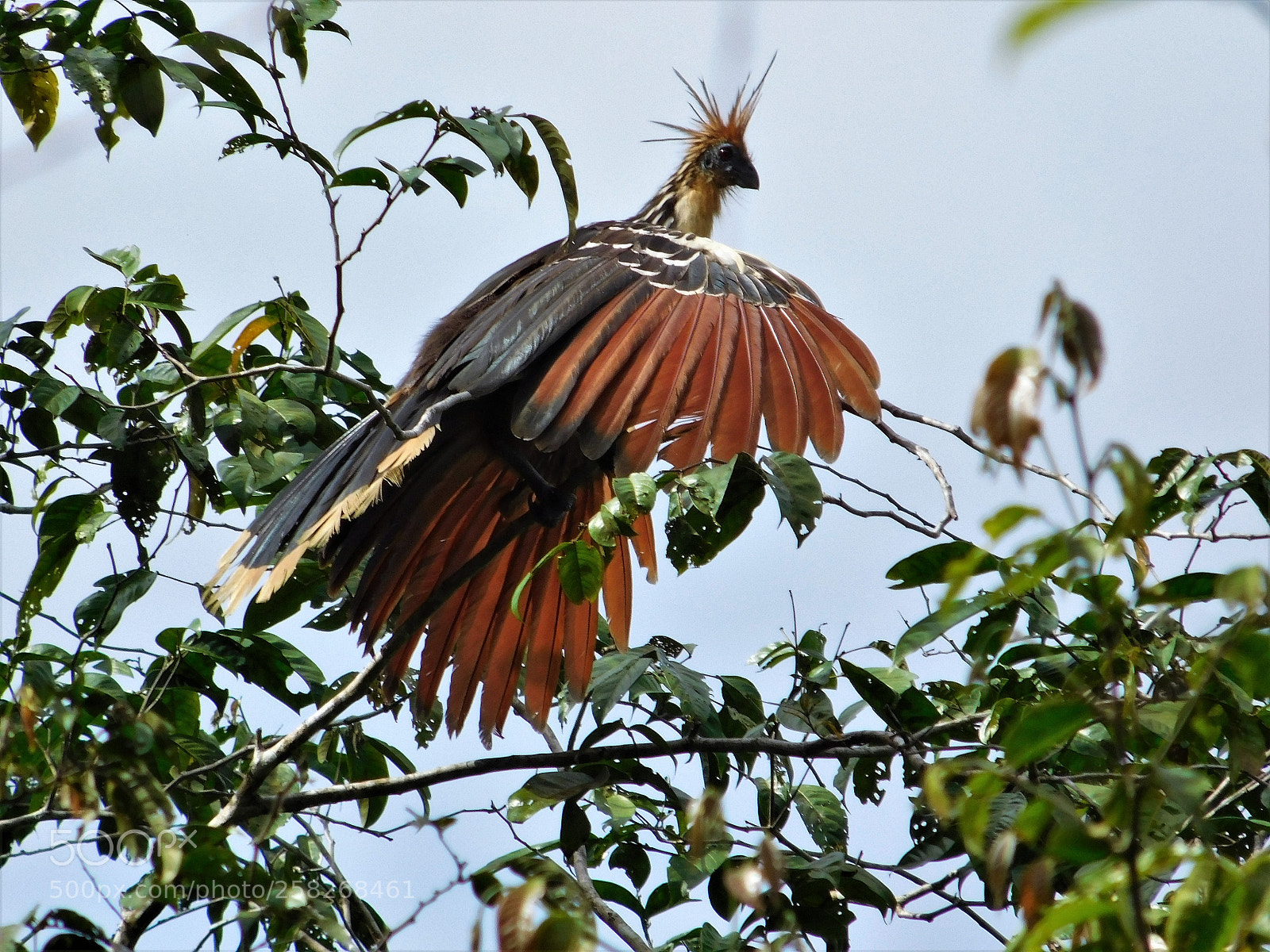 Nikon Coolpix L840 sample photo. Hoatzin bird photography