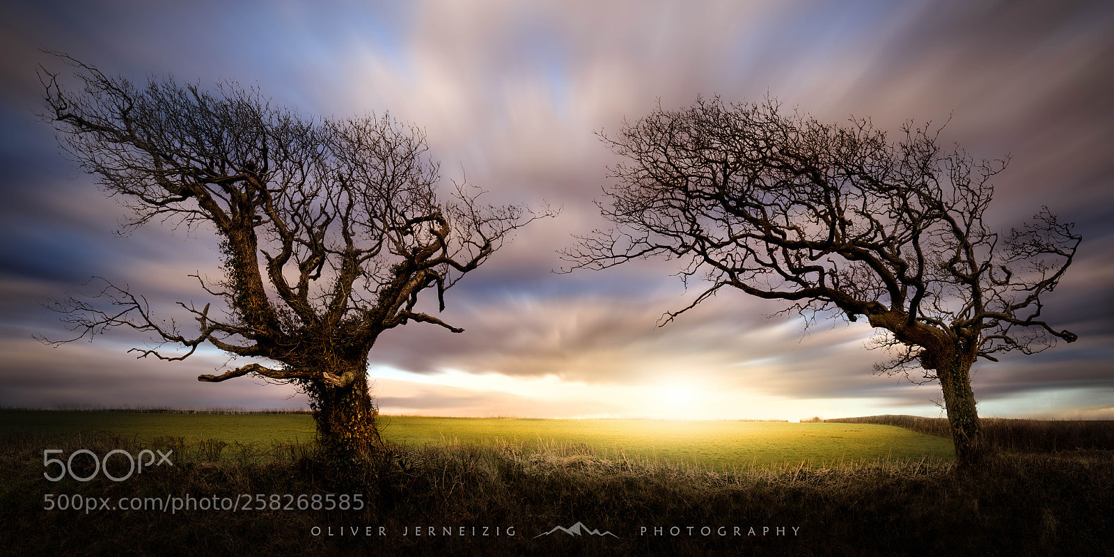 Canon EOS 6D Mark II sample photo. ● porcupine trees ● wales ● photography