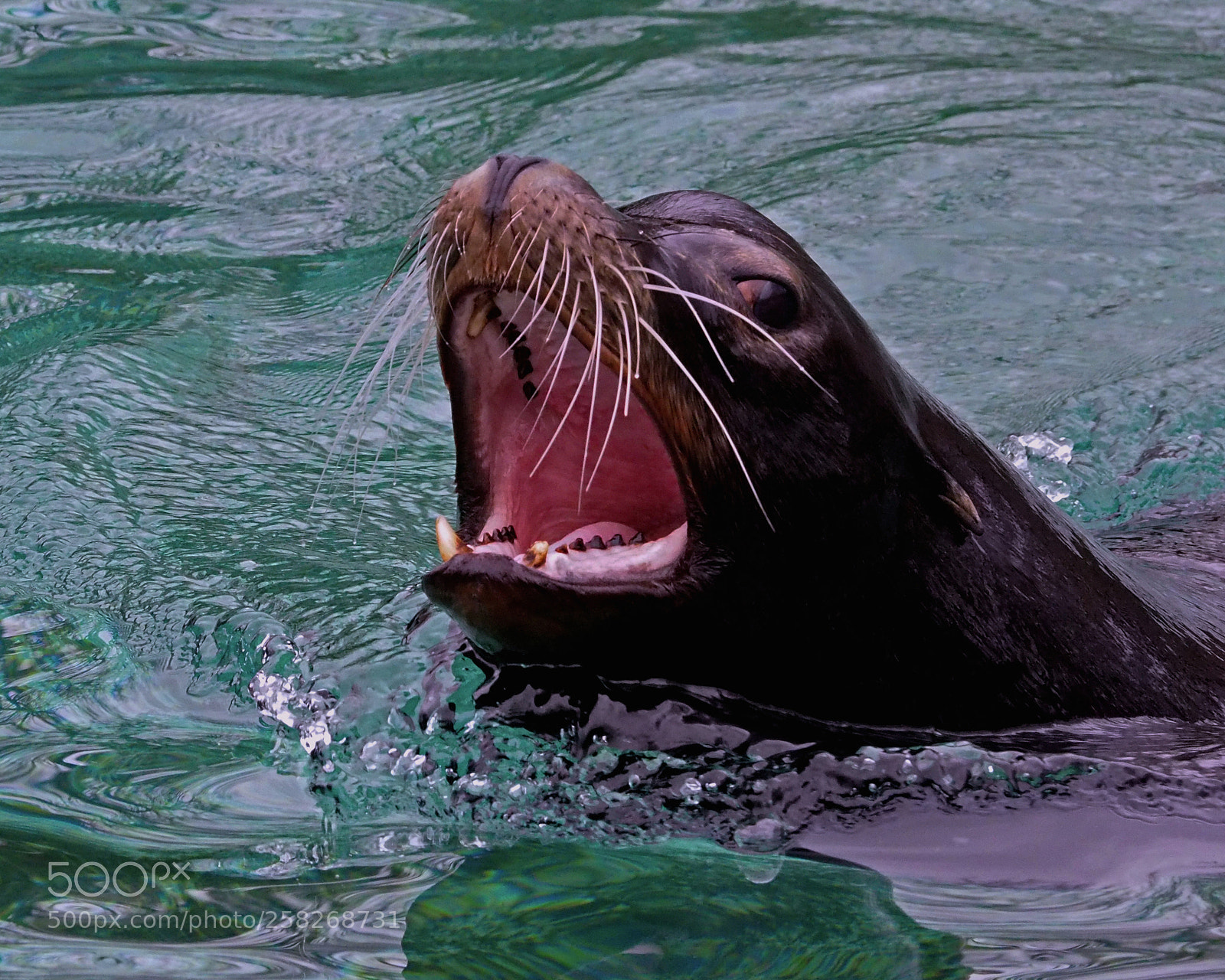 Olympus OM-D E-M5 II sample photo. Sea lion photography