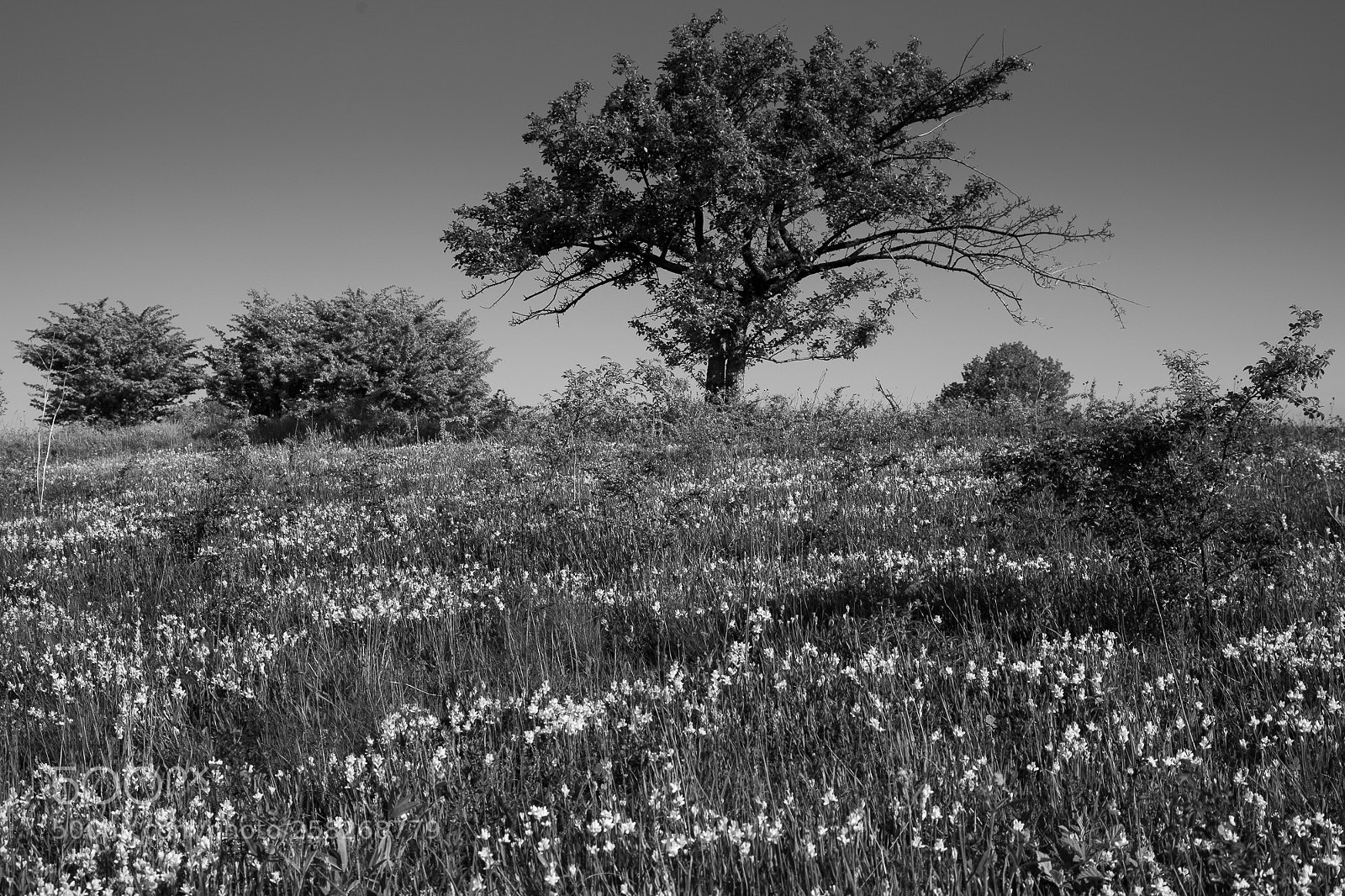 Canon EOS 5D Mark IV sample photo. Landscape of sumita photography