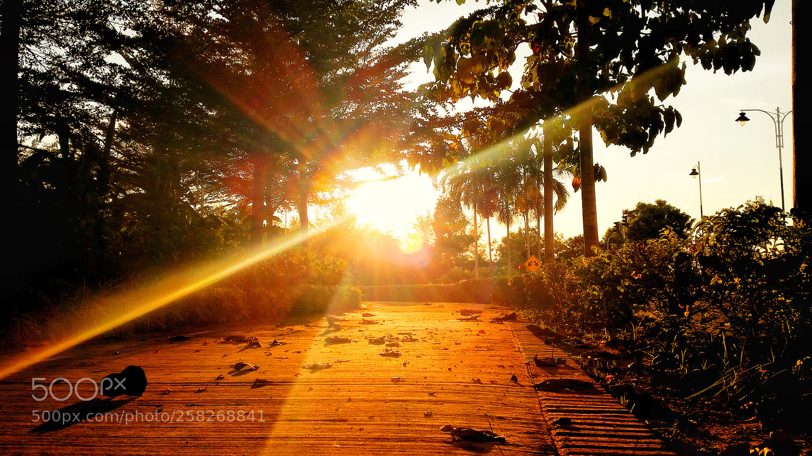 Samsung Galaxy S5 sample photo. Golden path photography
