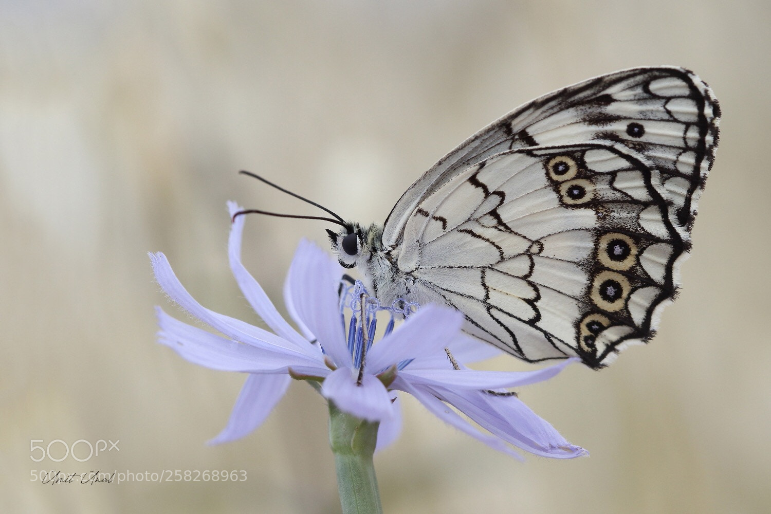 Canon EOS 7D Mark II sample photo. Levantine marbled white photography