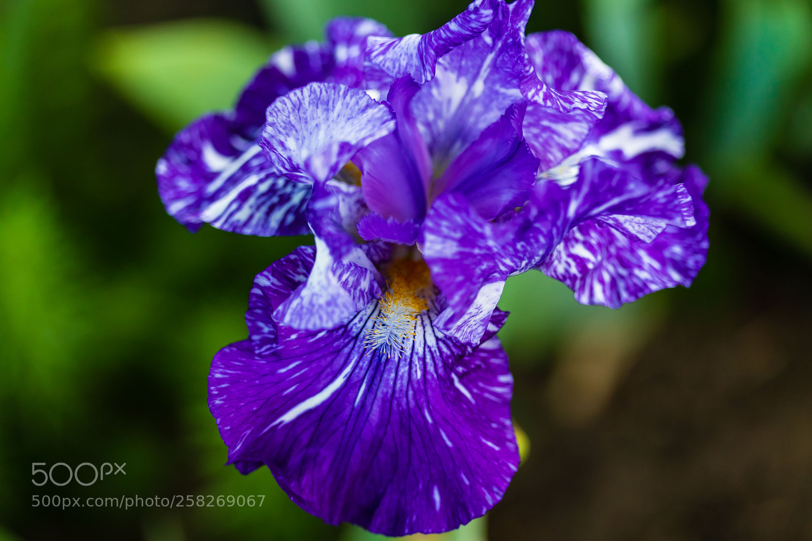 Canon EOS 7D Mark II sample photo. Blue iris blossom opens photography