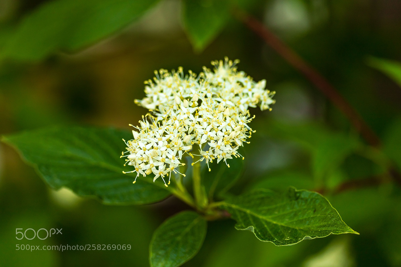 Canon EOS 7D Mark II sample photo. Small yellow and white photography