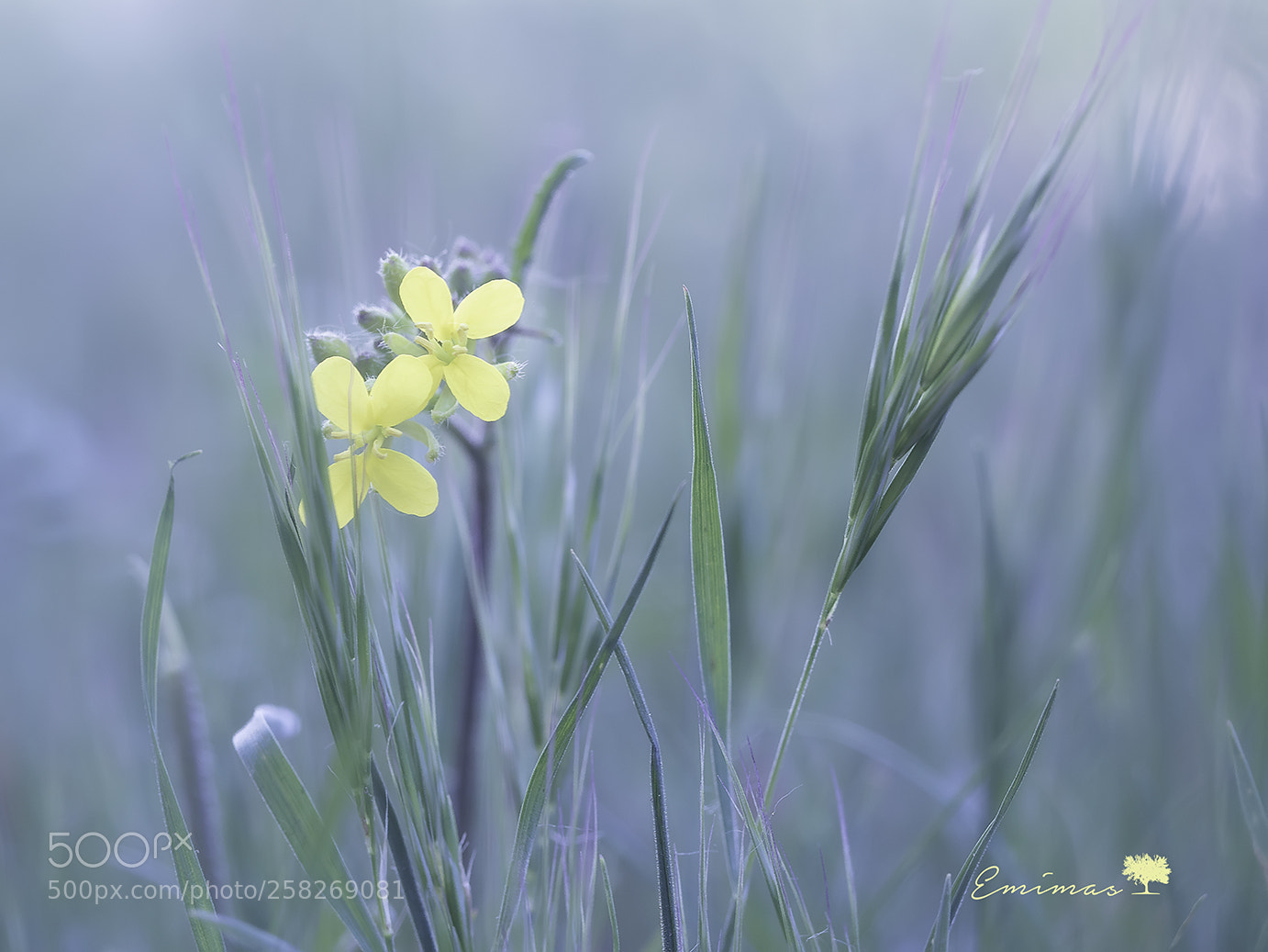 Olympus OM-D E-M5 II sample photo. Dos flores photography