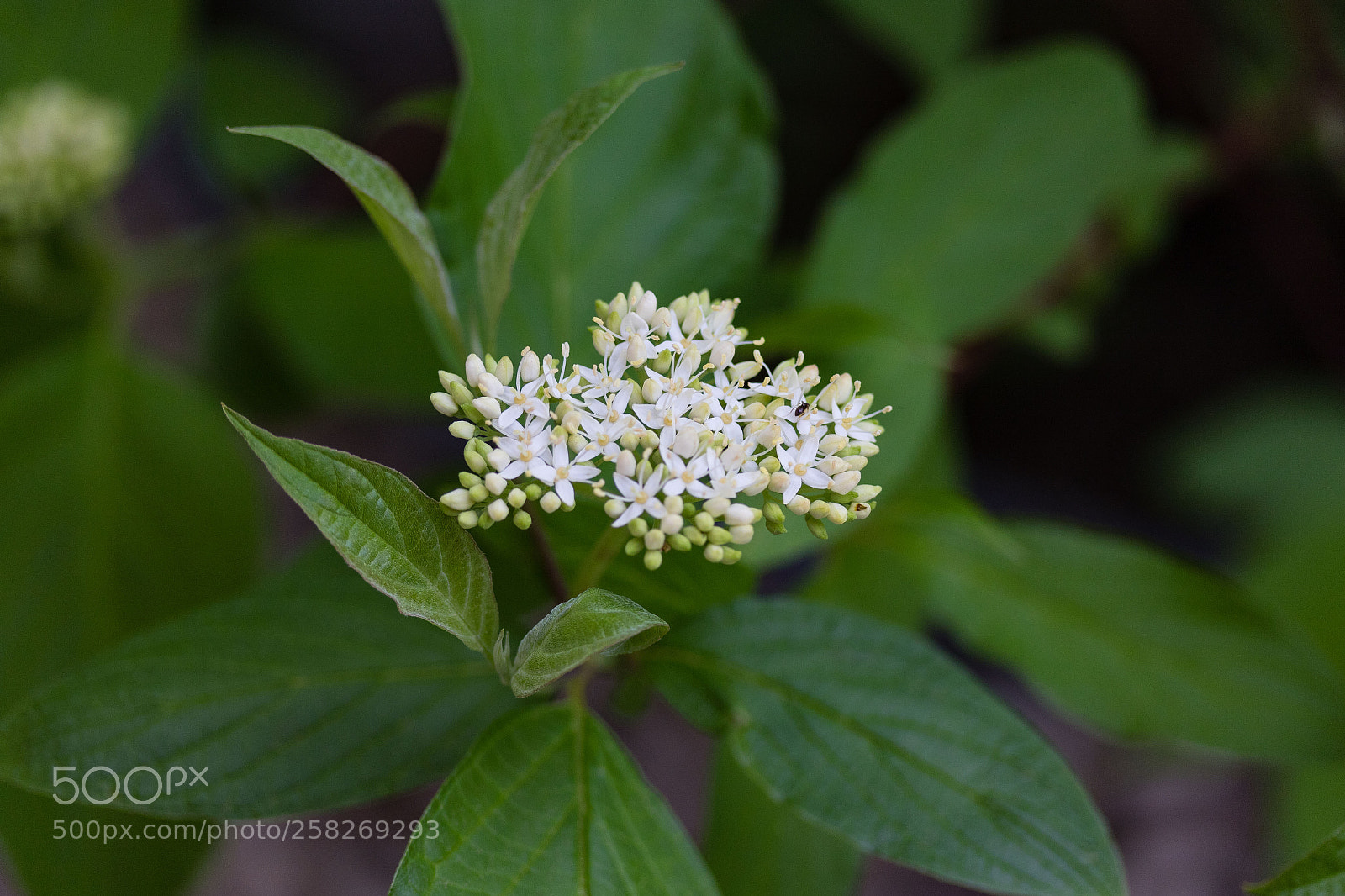 Canon EOS 7D Mark II sample photo. Signs of spring blooms photography