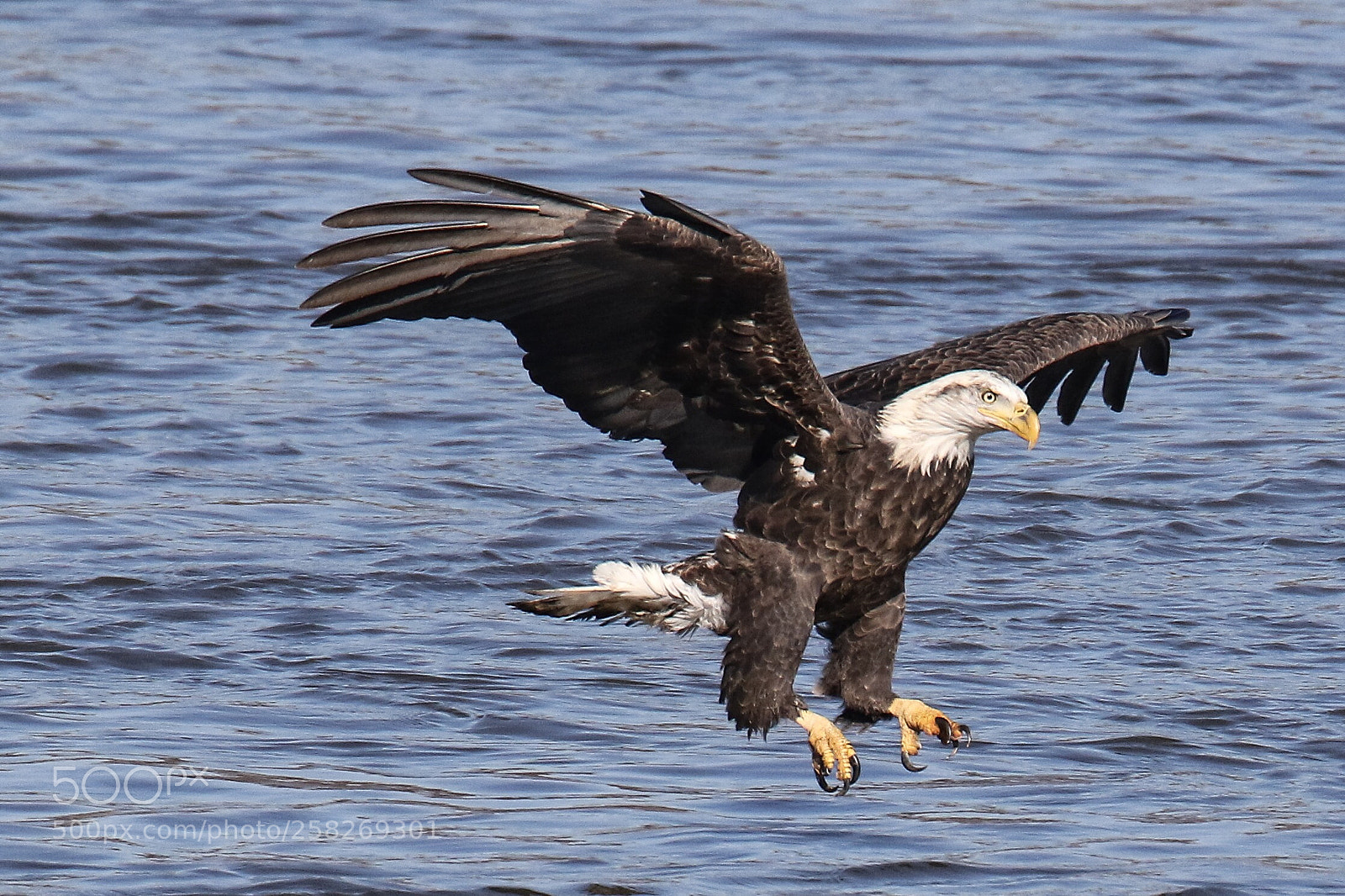 Canon EOS 7D Mark II sample photo. Bald eagle in action  photography