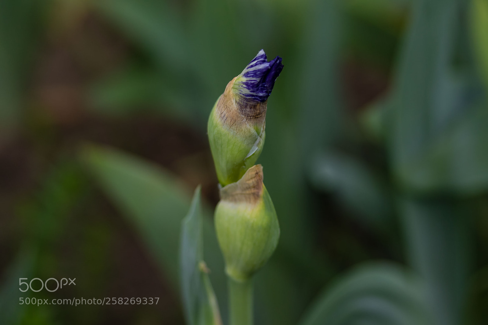 Canon EOS 7D Mark II sample photo. Signs of spring are photography