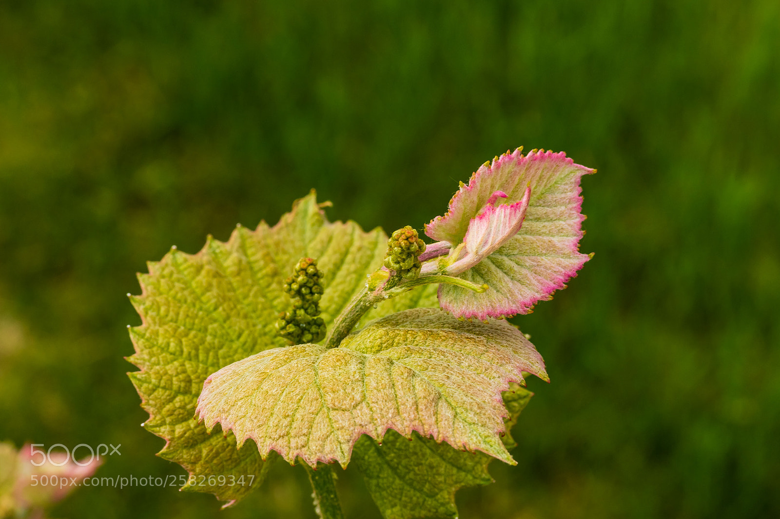 Canon EOS 7D Mark II sample photo. Signs of spring grape photography