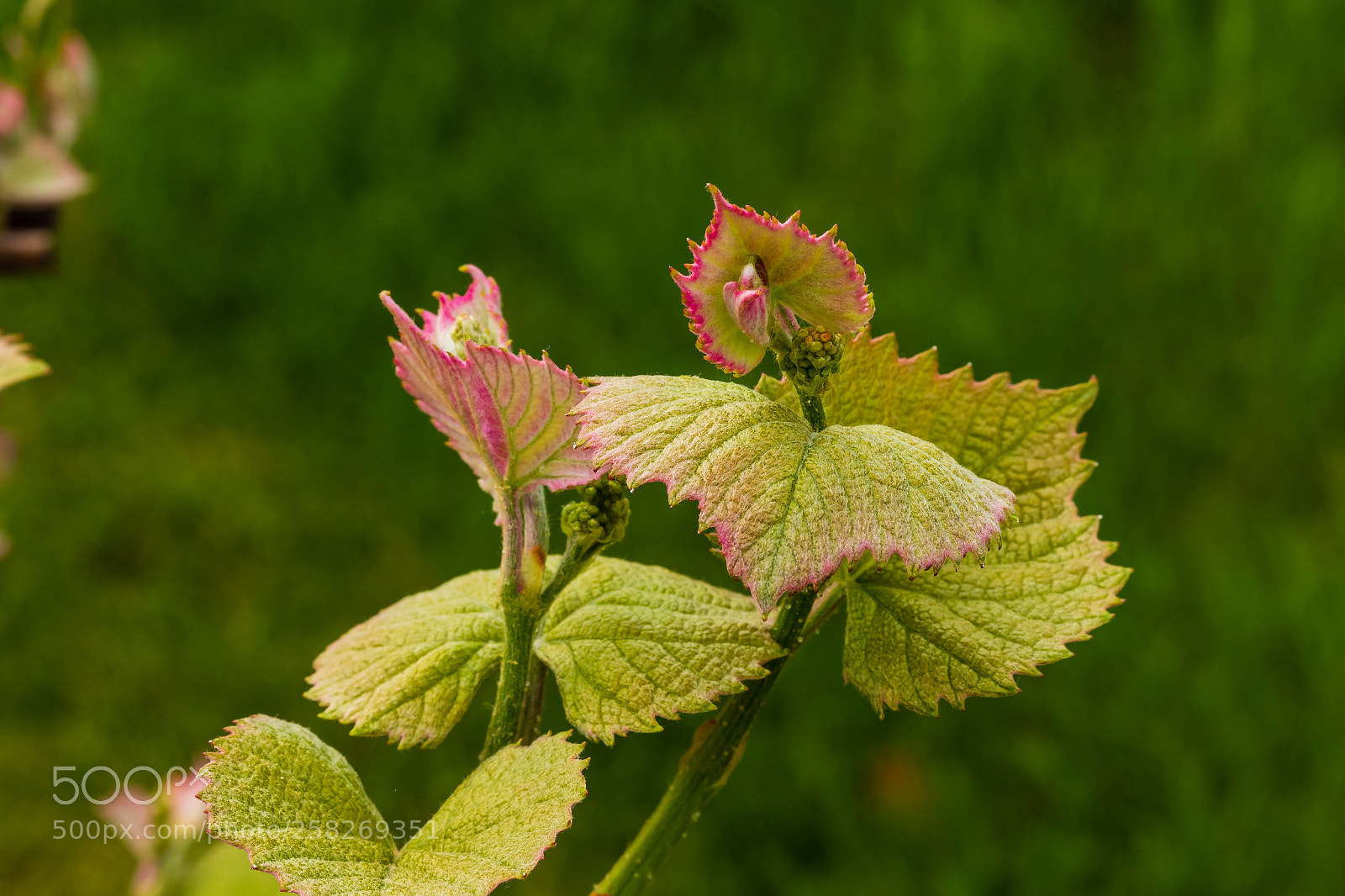 Canon EOS 7D Mark II sample photo. Signs of spring grape photography