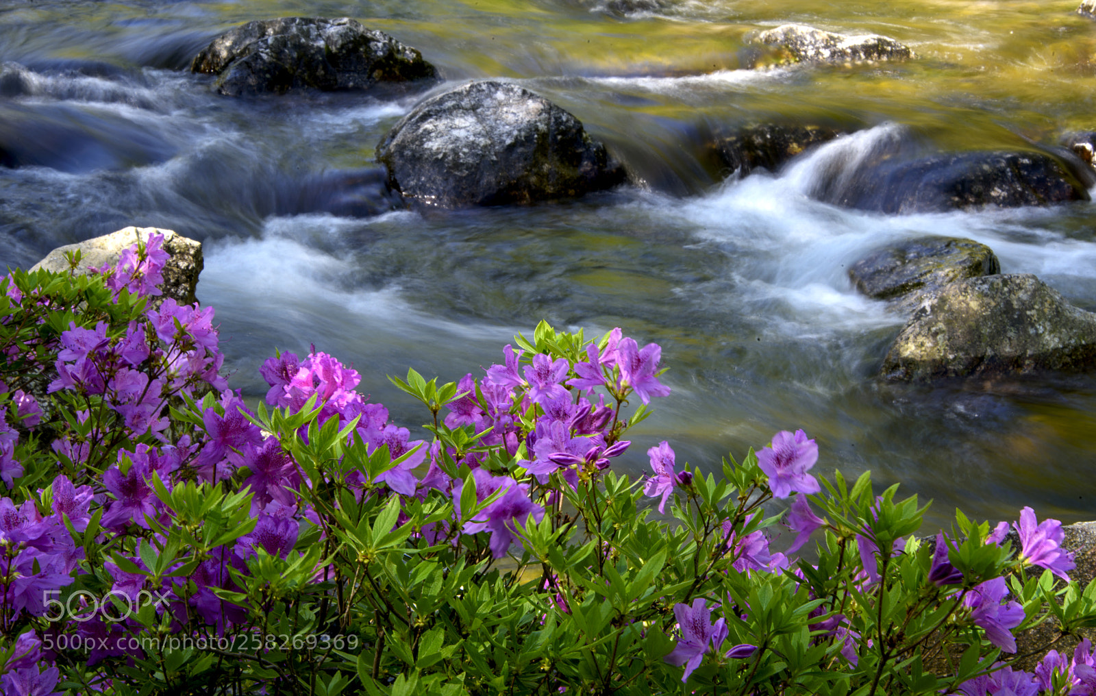 Nikon D810 sample photo. Spring of valley photography