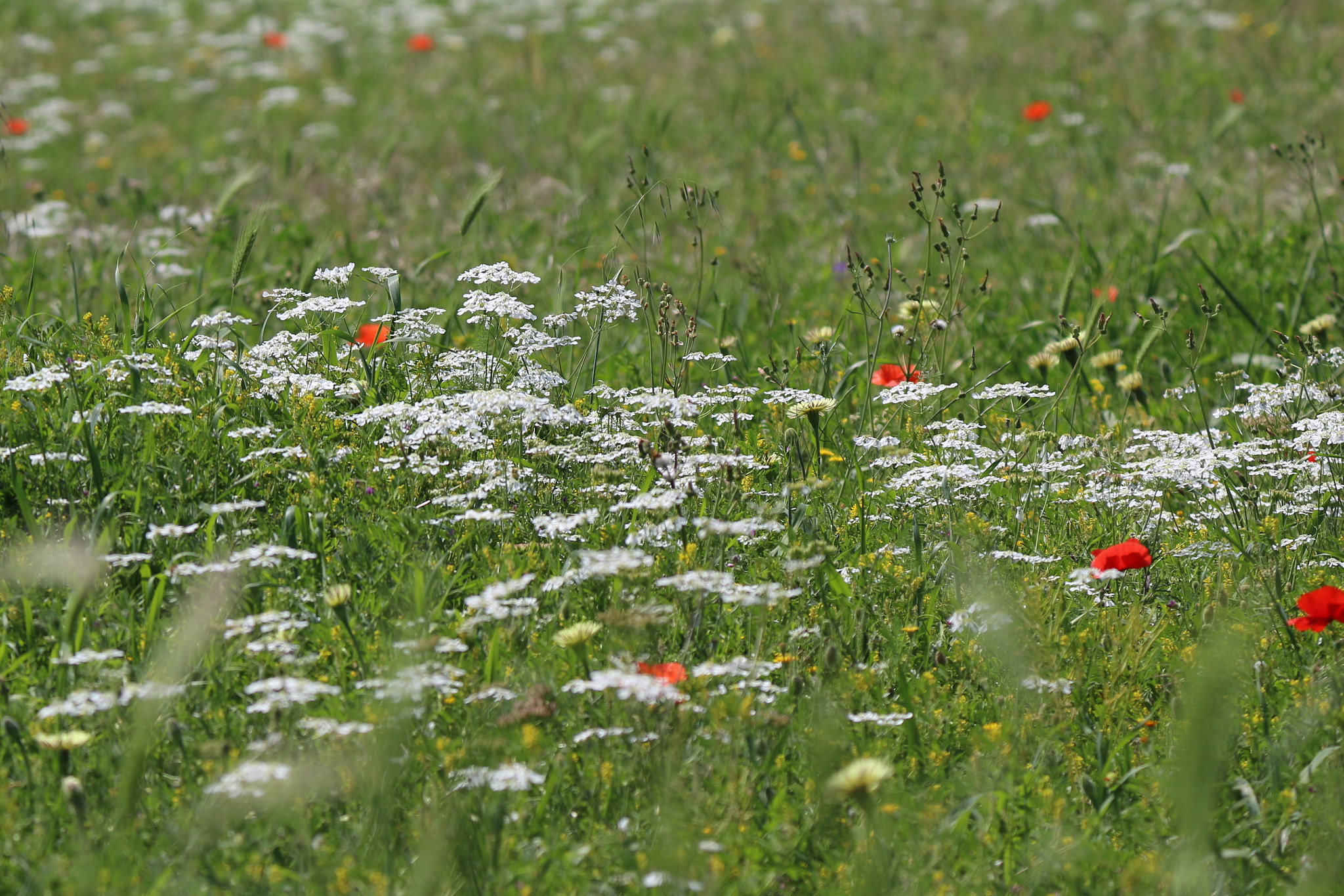 Canon EOS 100D (EOS Rebel SL1 / EOS Kiss X7) sample photo. Campo di papaveri ed altri fiori spontanei photography