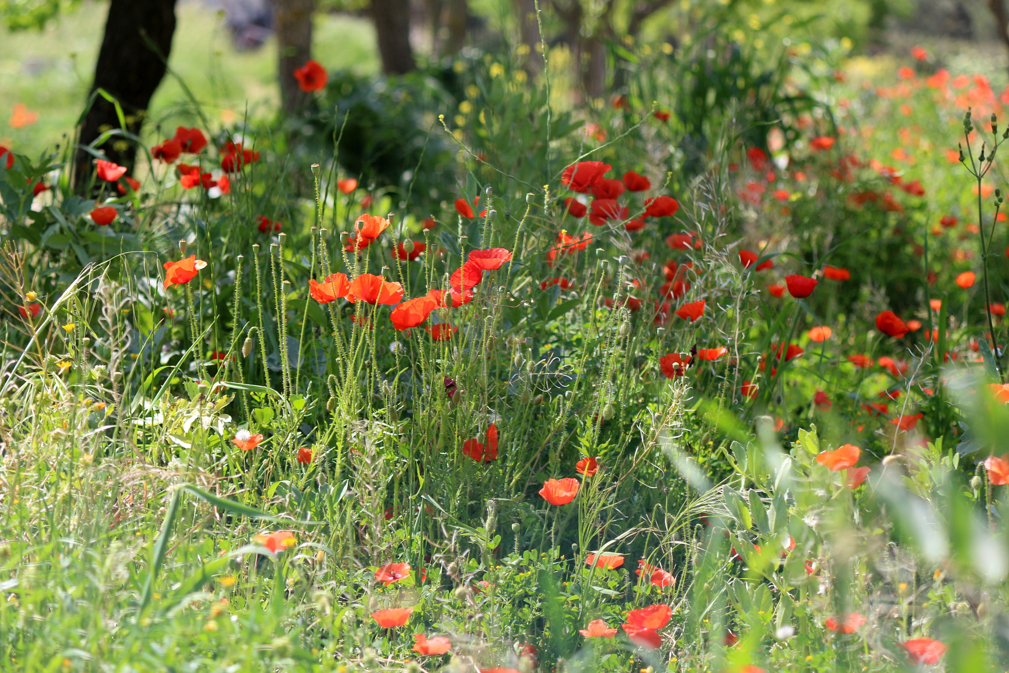 Canon EOS 100D (EOS Rebel SL1 / EOS Kiss X7) sample photo. Campo di papaveri ed altri fiori spontanei photography