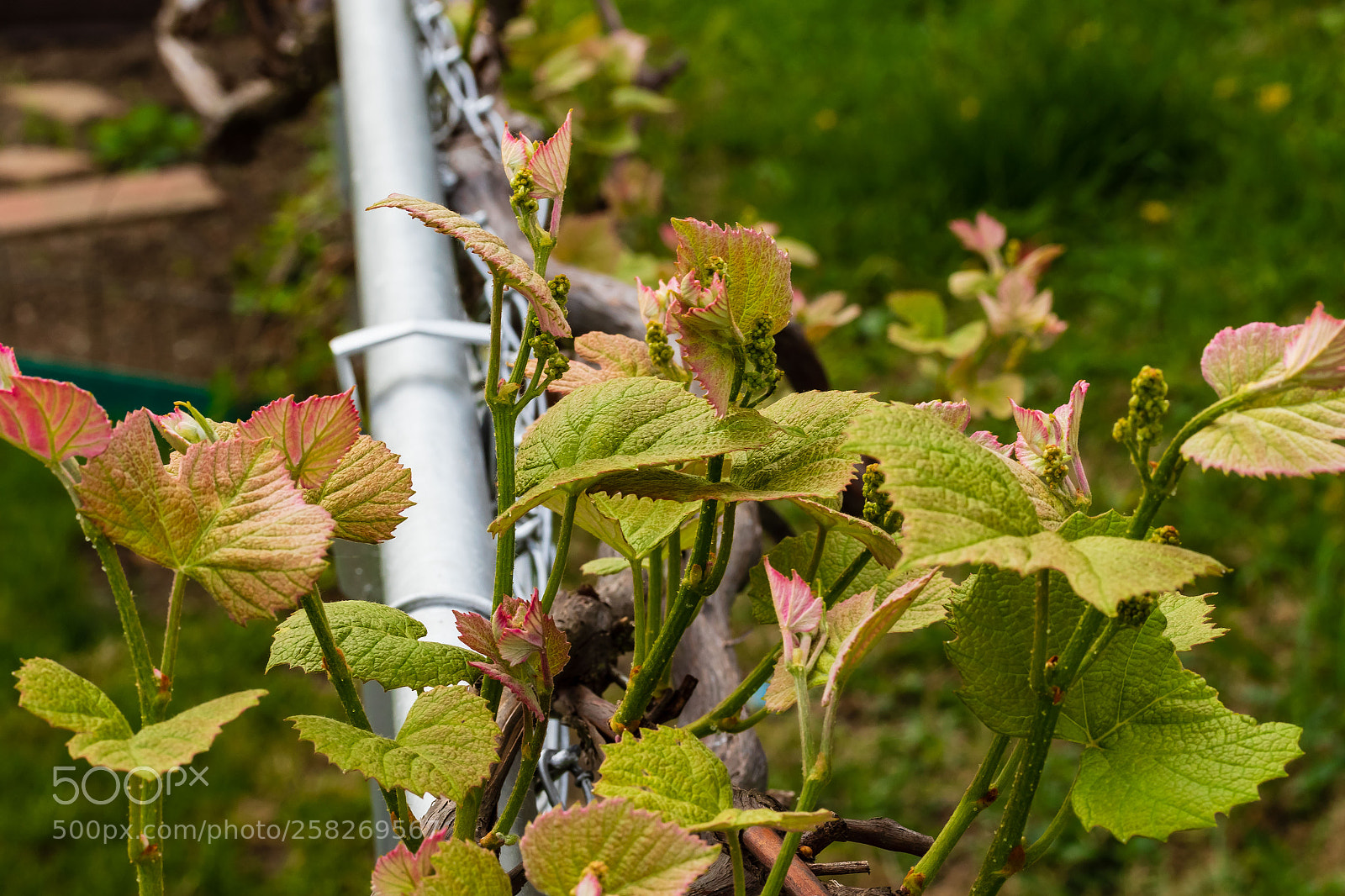 Canon EOS 7D Mark II sample photo. Signs of spring grape photography