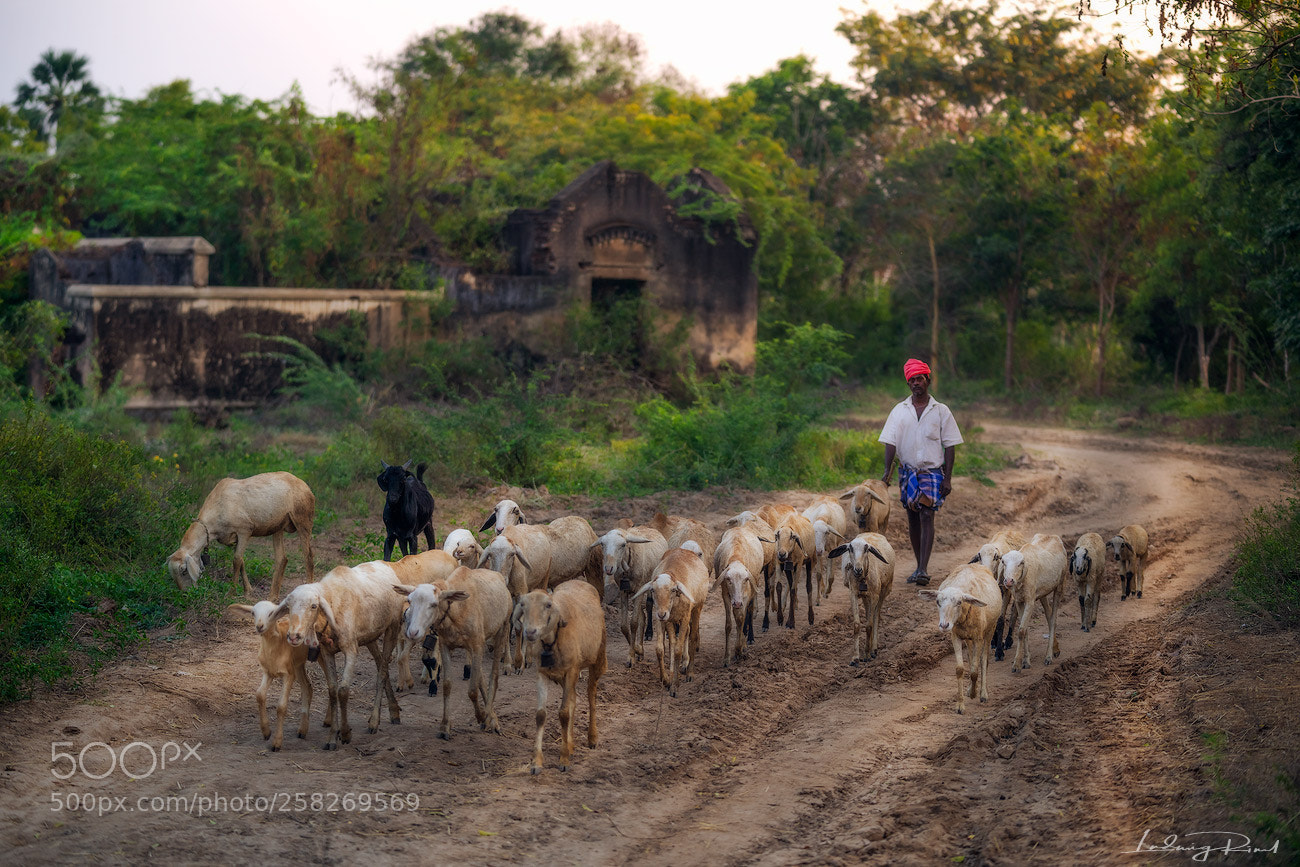 Sony a7R II sample photo. The black sheep photography