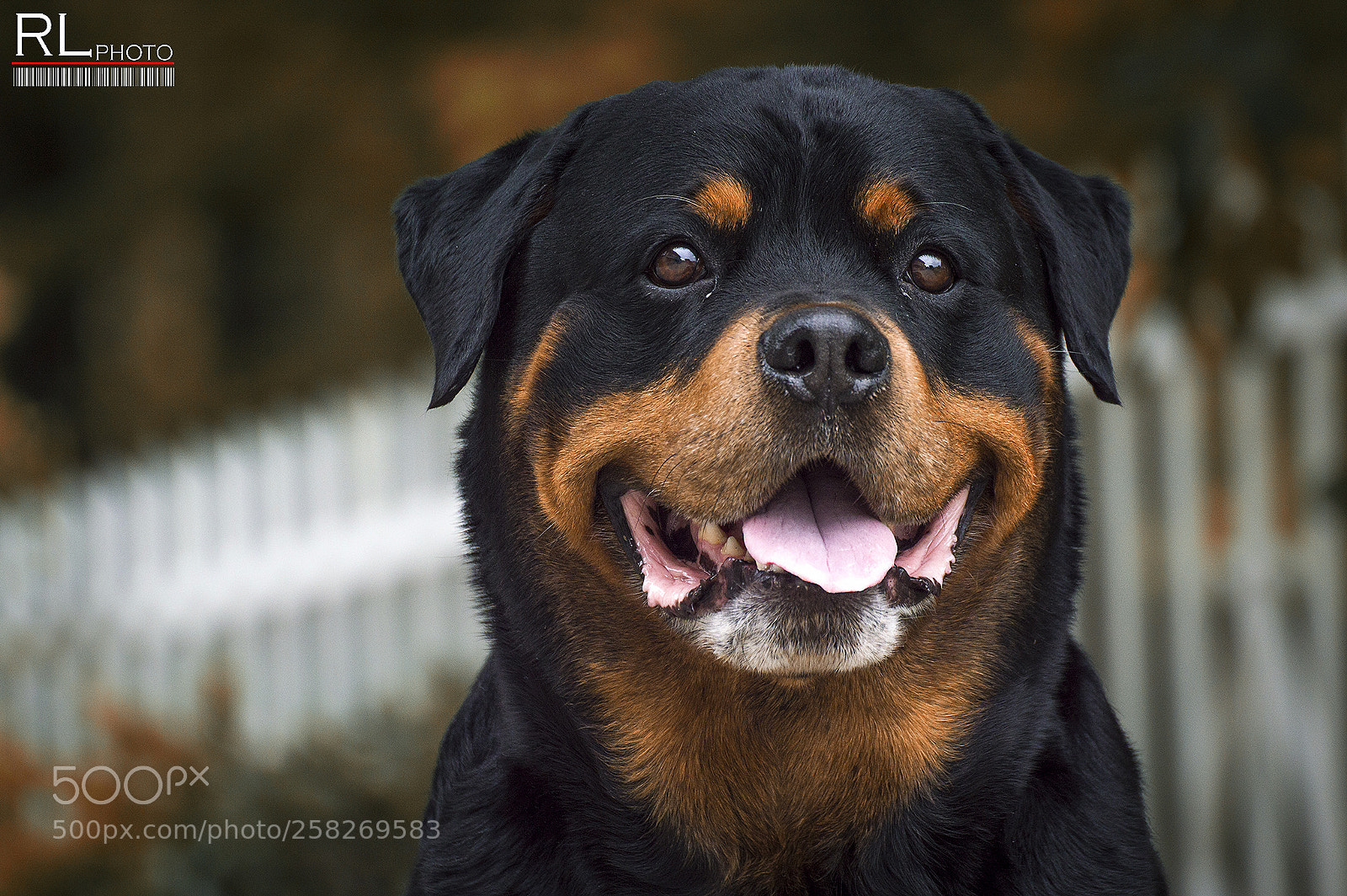 Nikon D3200 sample photo. Rottweiler danko photography