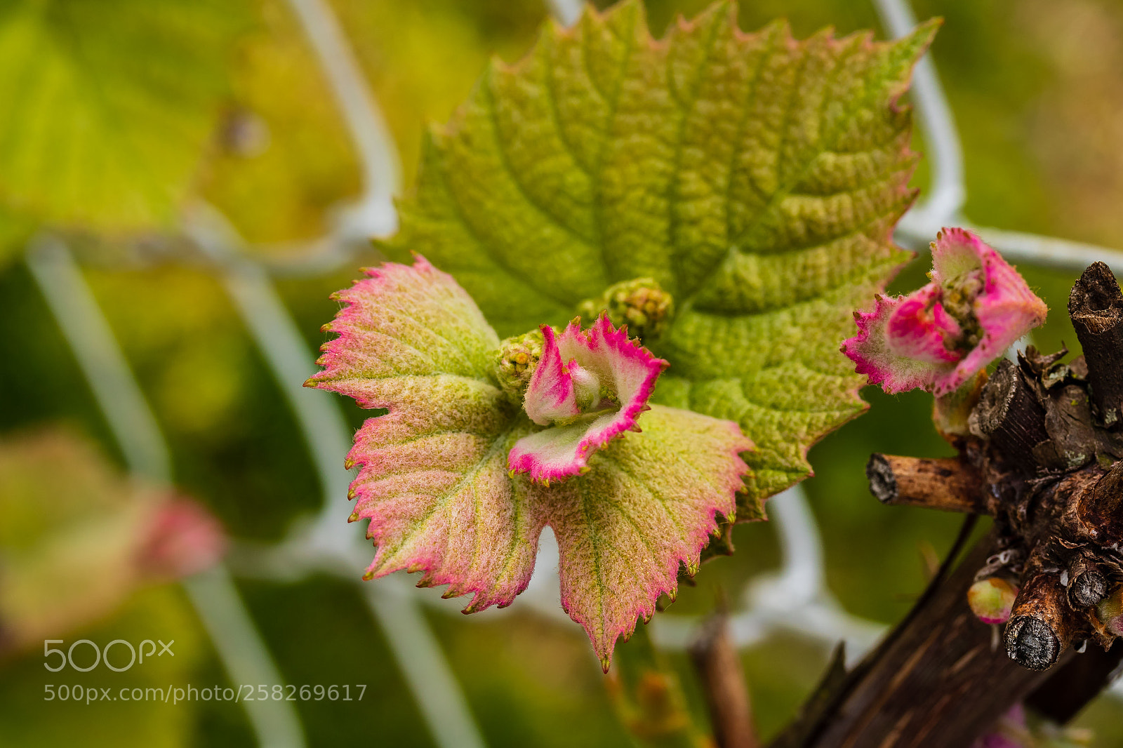 Canon EOS 7D Mark II sample photo. Signs of spring grape photography