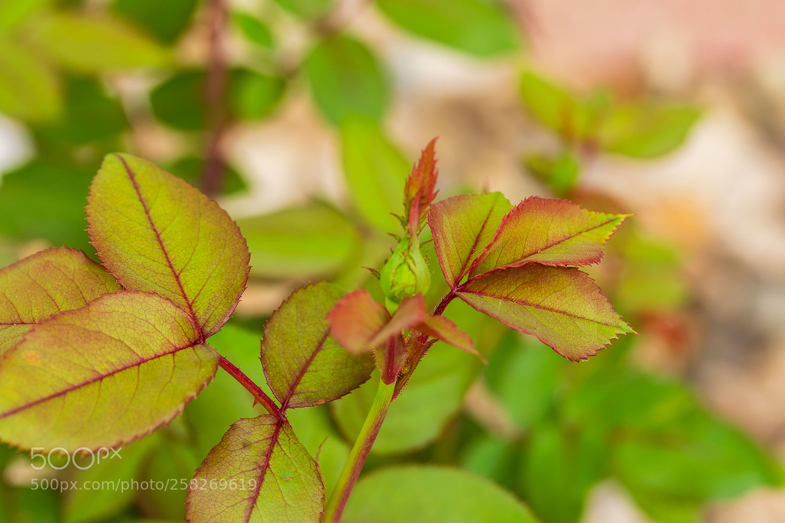 Canon EOS 7D Mark II sample photo. Signs of spring are photography