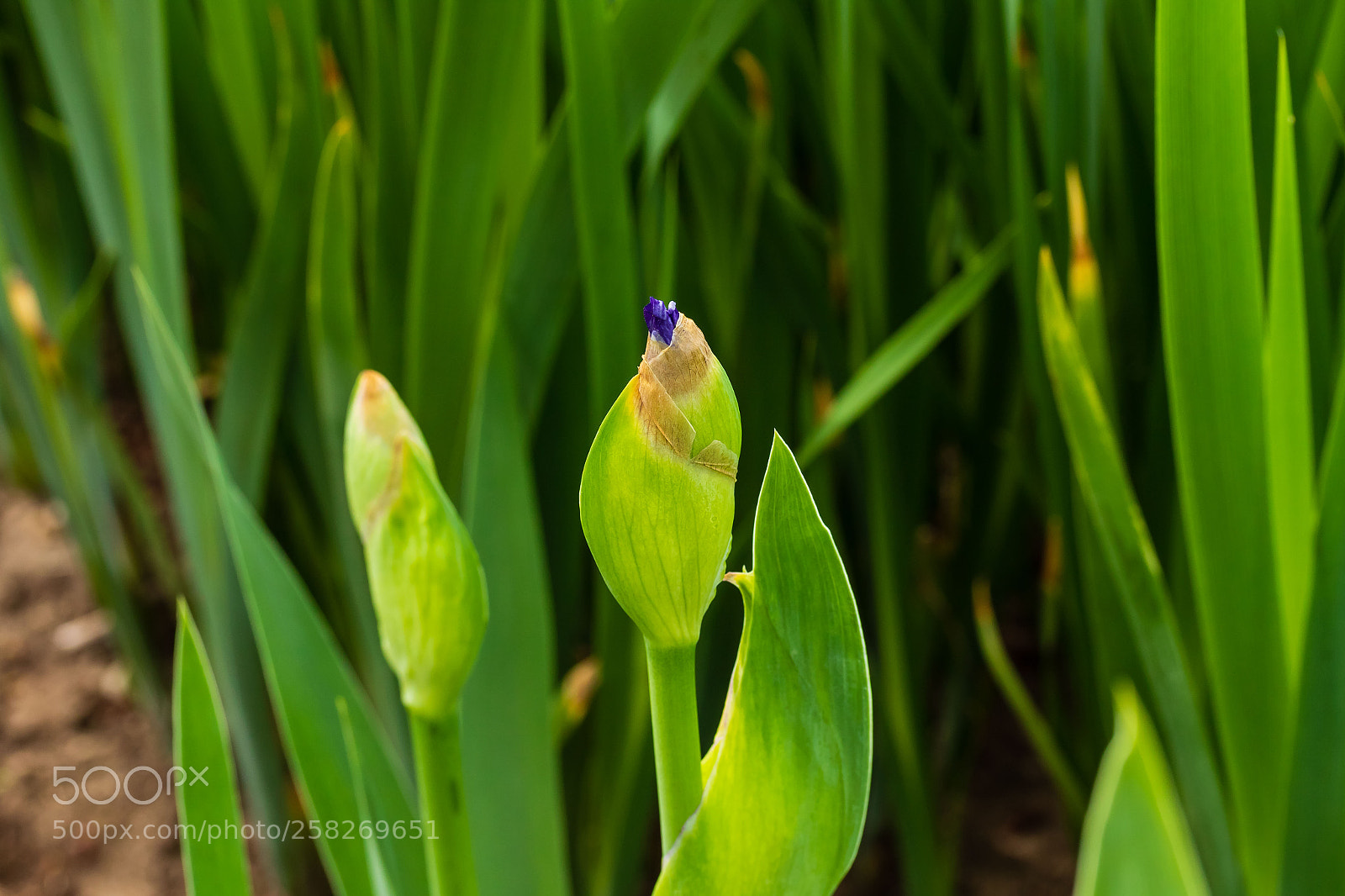Canon EOS 7D Mark II sample photo. Signs of spring are photography