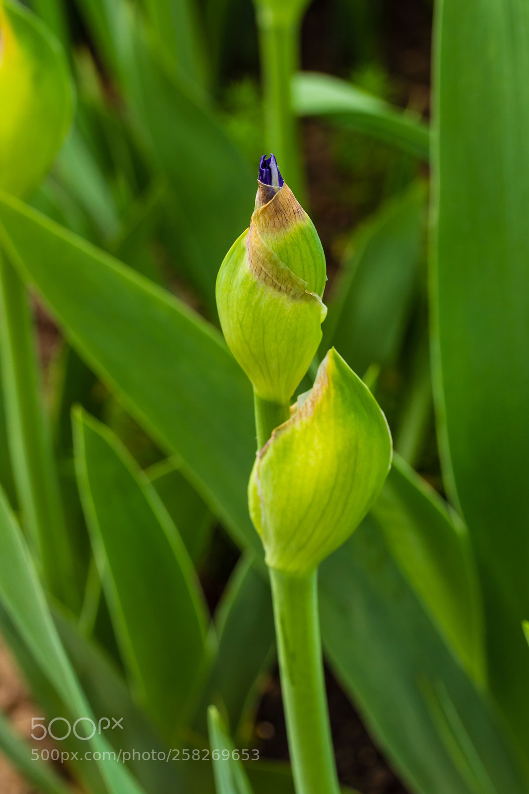 Canon EOS 7D Mark II sample photo. Signs of spring are photography