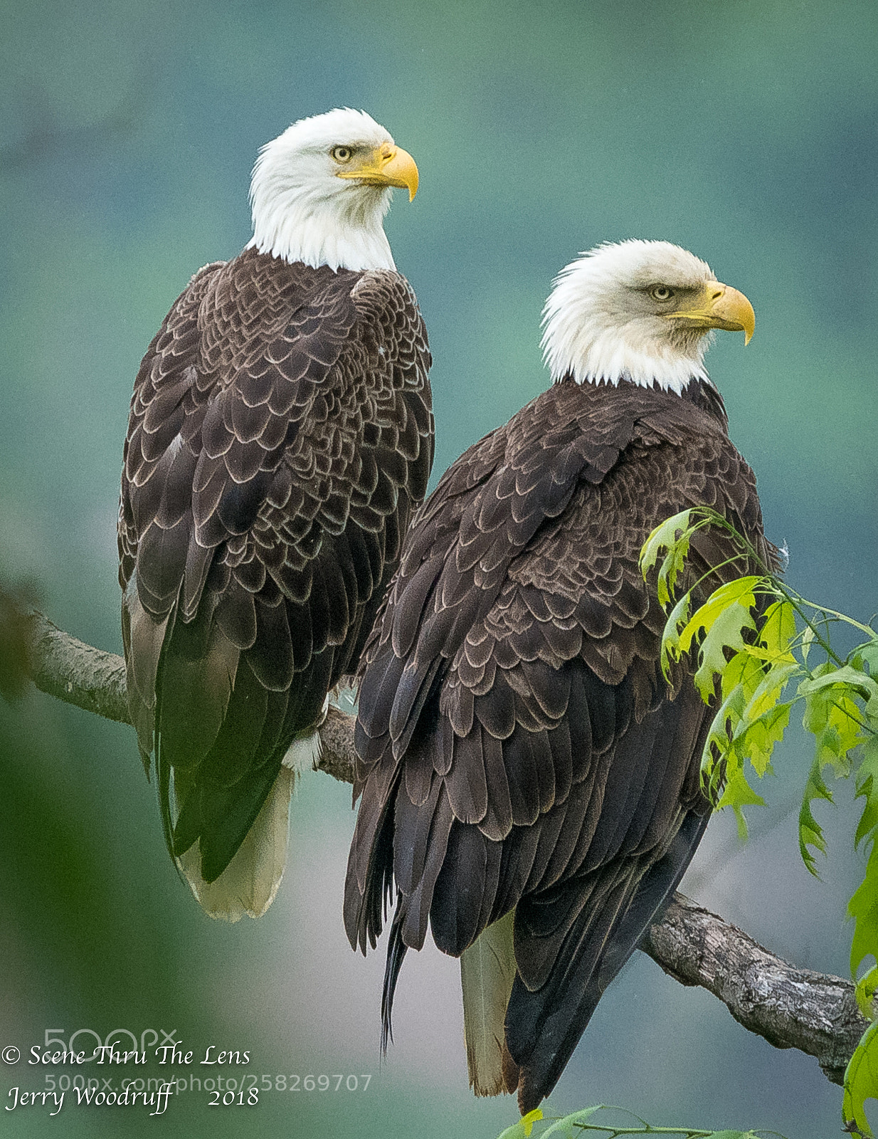 Nikon D850 sample photo. Eagles portrait photography