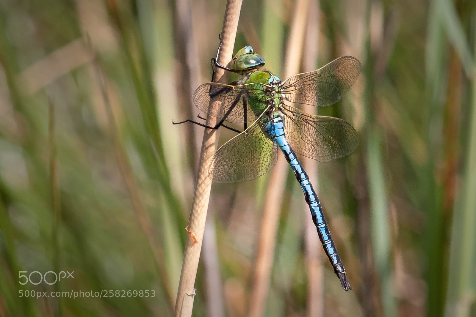 Canon EOS 80D sample photo. Dragonfly - libelle photography