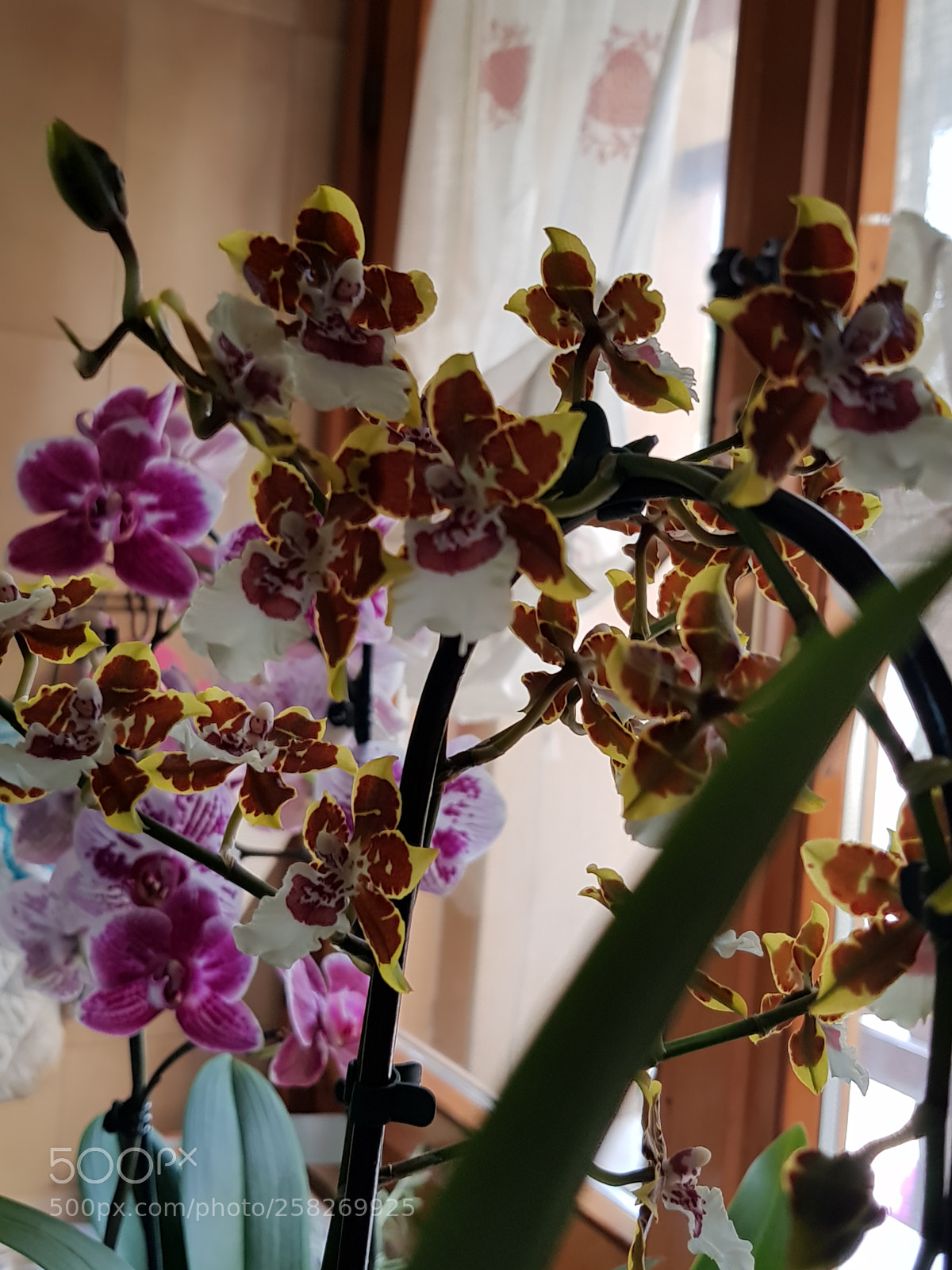 Samsung Galaxy S8 sample photo. Untitled photography