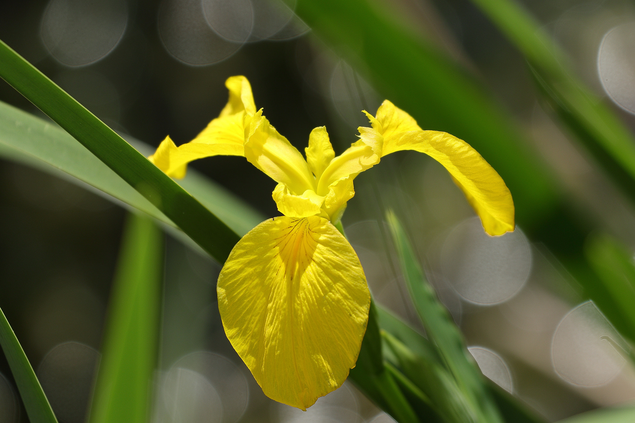 Canon EOS 7D Mark II sample photo. Yellow iris 7i2a9266 photography
