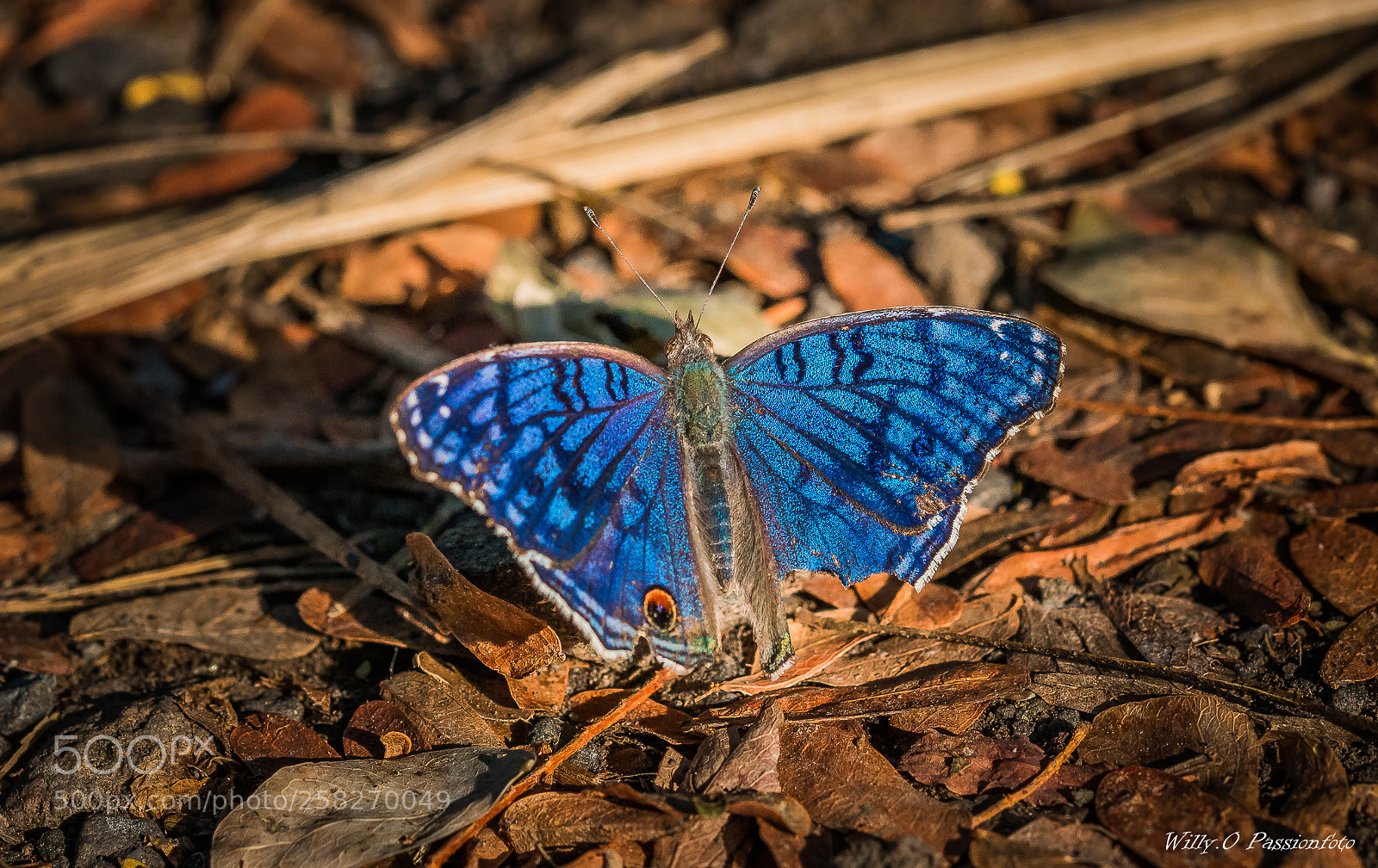 Canon EOS 70D sample photo. Azuré bleu , maculinea photography