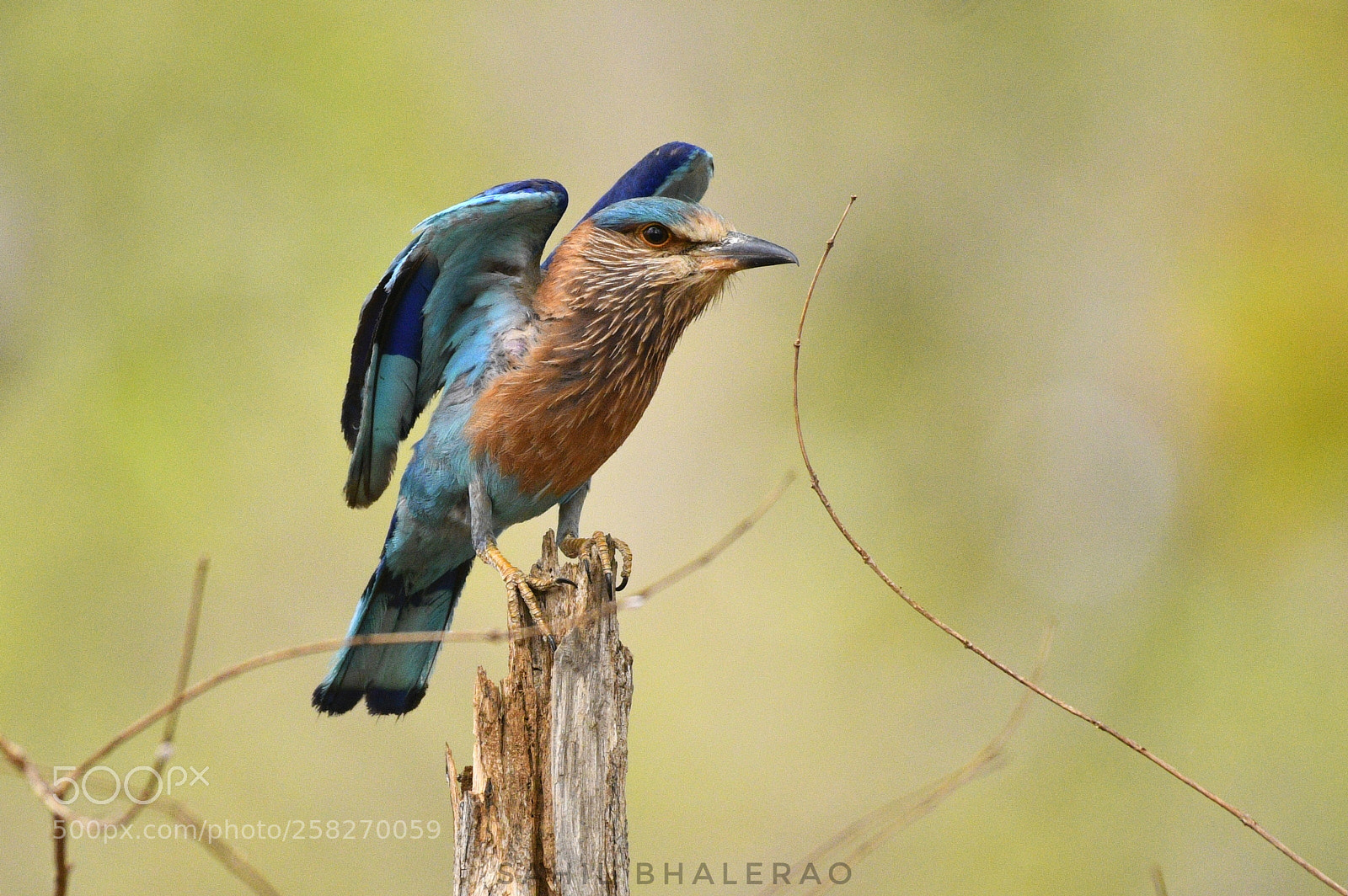 Nikon D500 sample photo. Indian roller photography