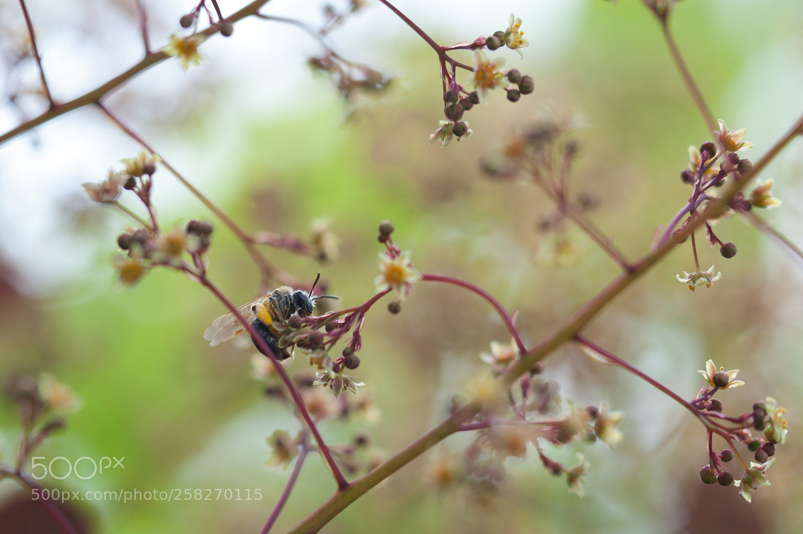 Nikon D700 sample photo. Busy bee photography