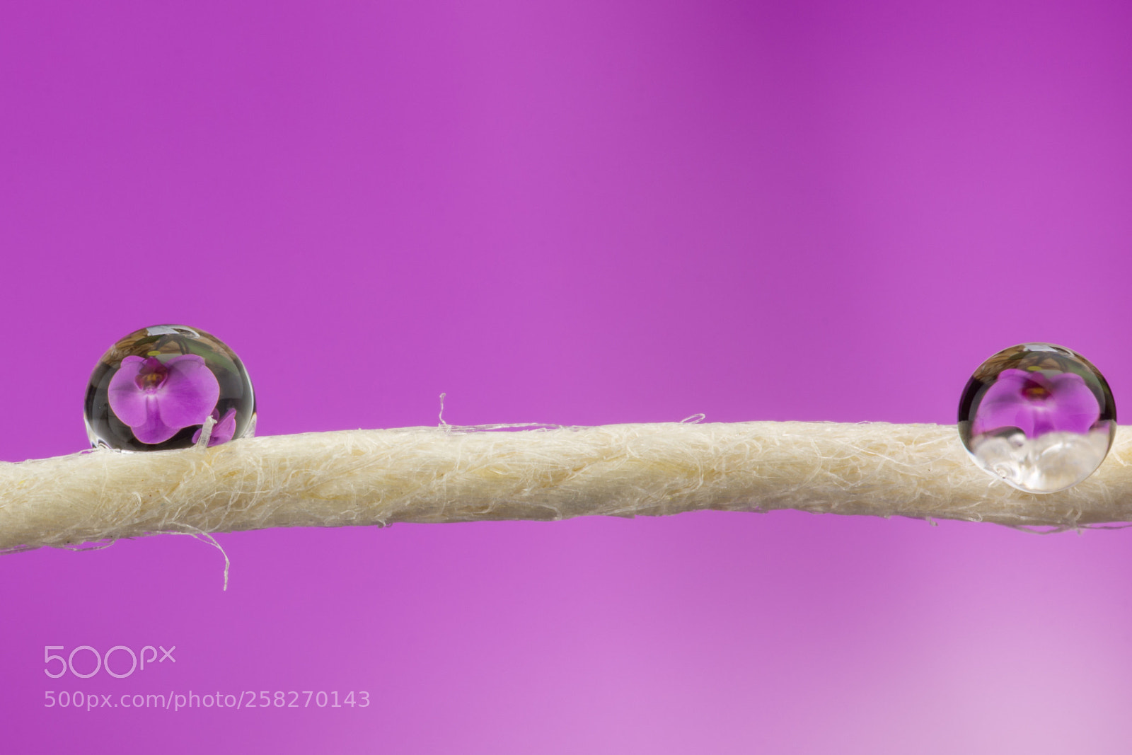 Nikon D7200 sample photo. Two on the wire photography