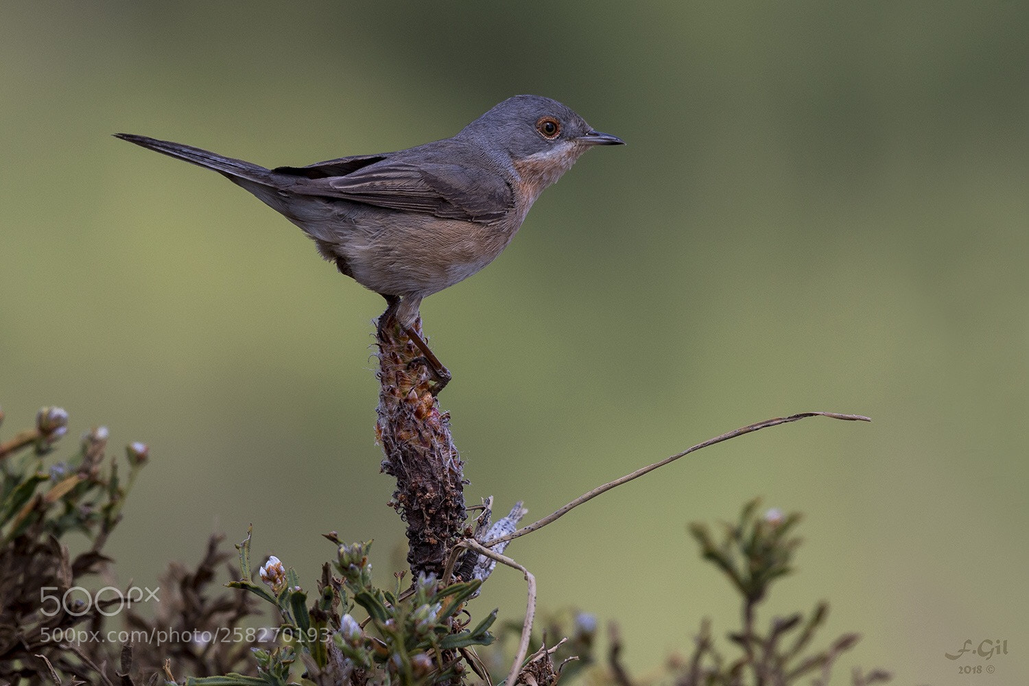 Nikon D500 sample photo. Toutinegra-carrasqueiro l sylvia cantillans  photography