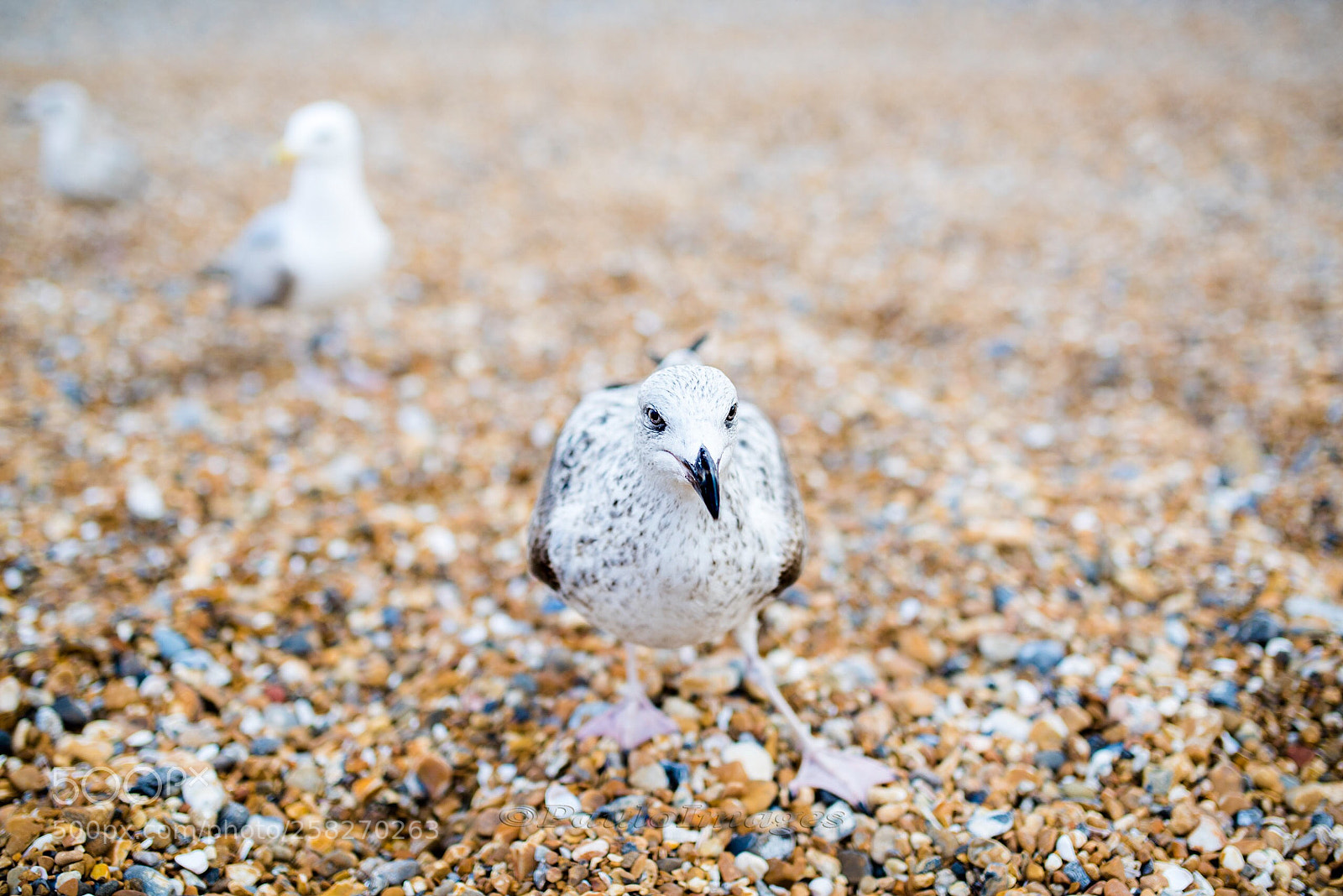 Nikon D810 sample photo. Attack mode engaged photography