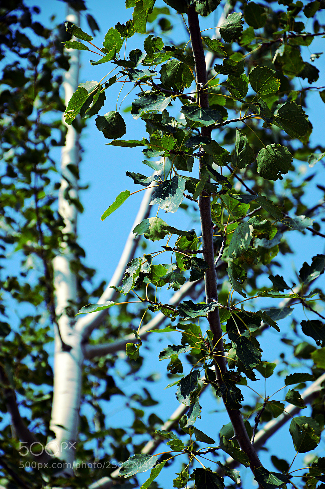 Nikon D3200 sample photo. Spring transformation photography