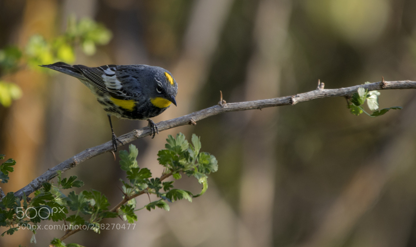 Canon EOS 5D Mark IV sample photo. Yellow rumped warbler photography