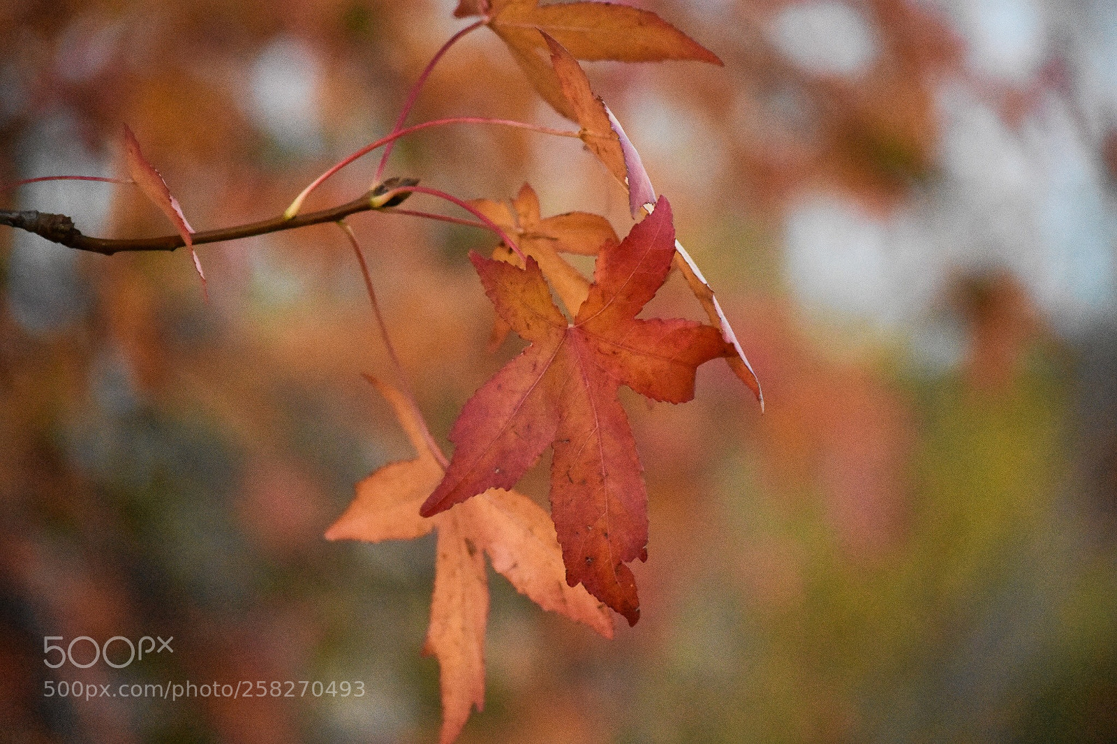 Nikon D3400 sample photo. Autumn colours  photography