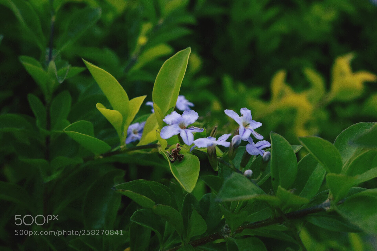Canon EOS 750D (EOS Rebel T6i / EOS Kiss X8i) sample photo. Untitled photography