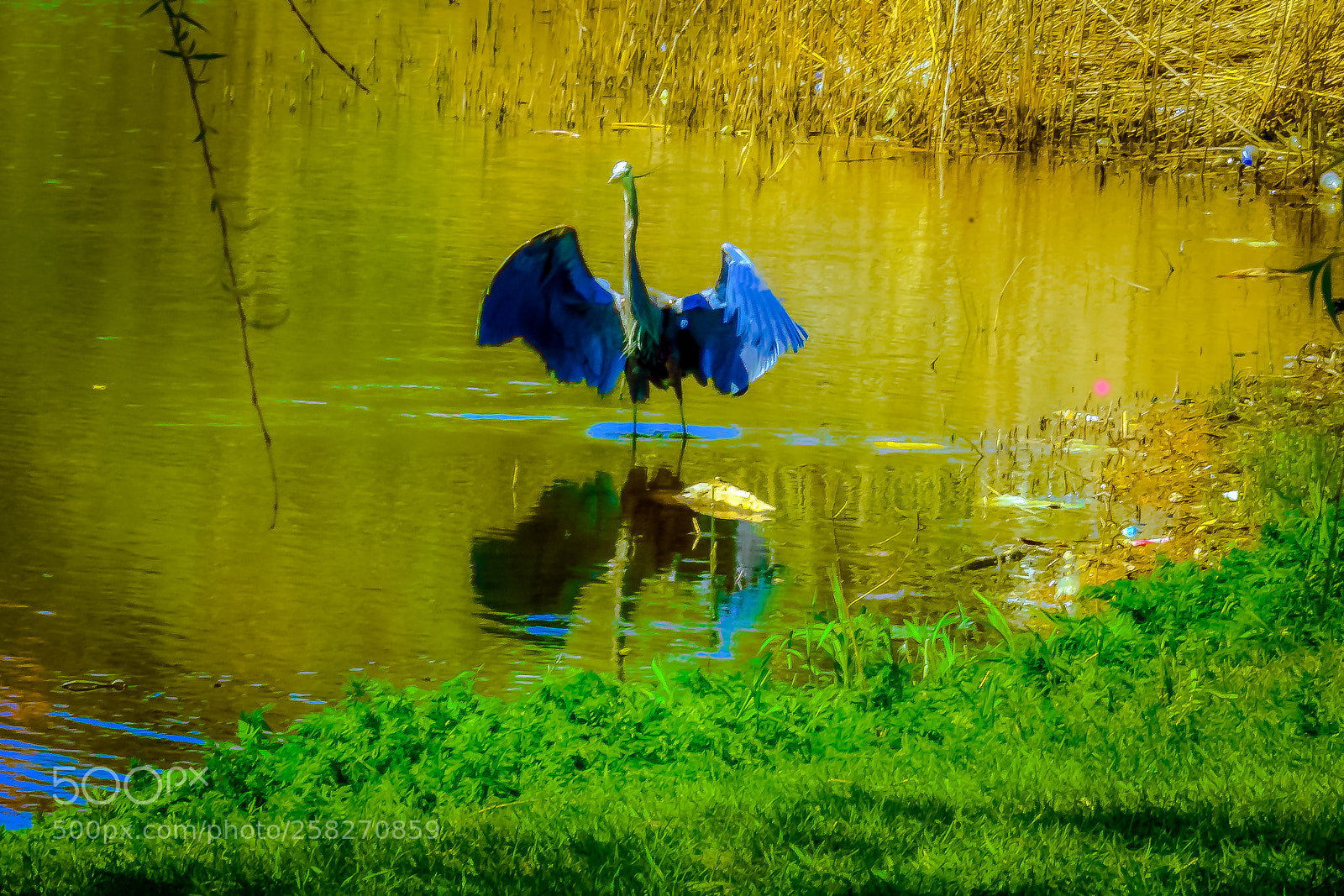 Nikon D3400 sample photo. Wings out-stretched heron photography