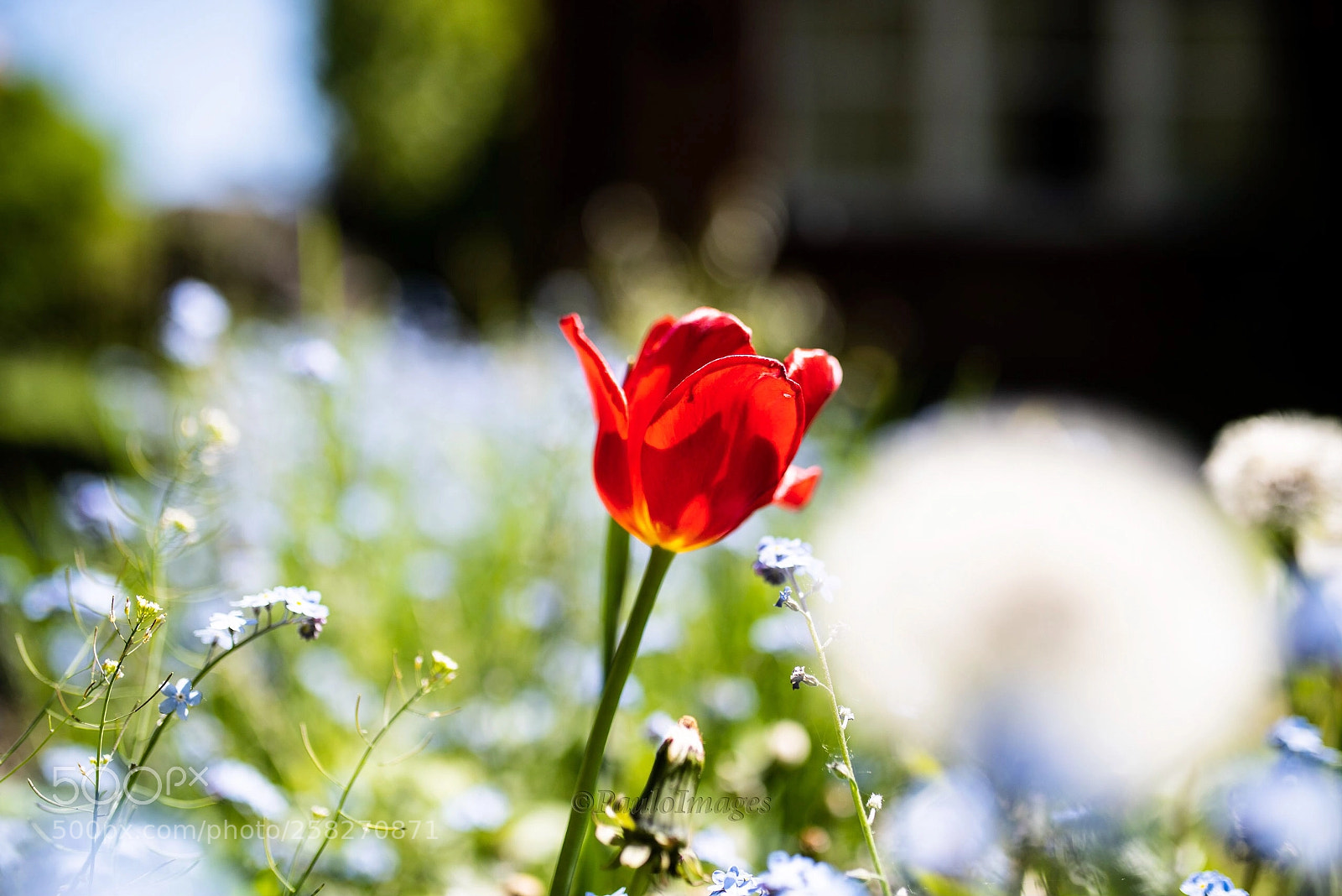 Nikon D810 sample photo. Spring time! photography